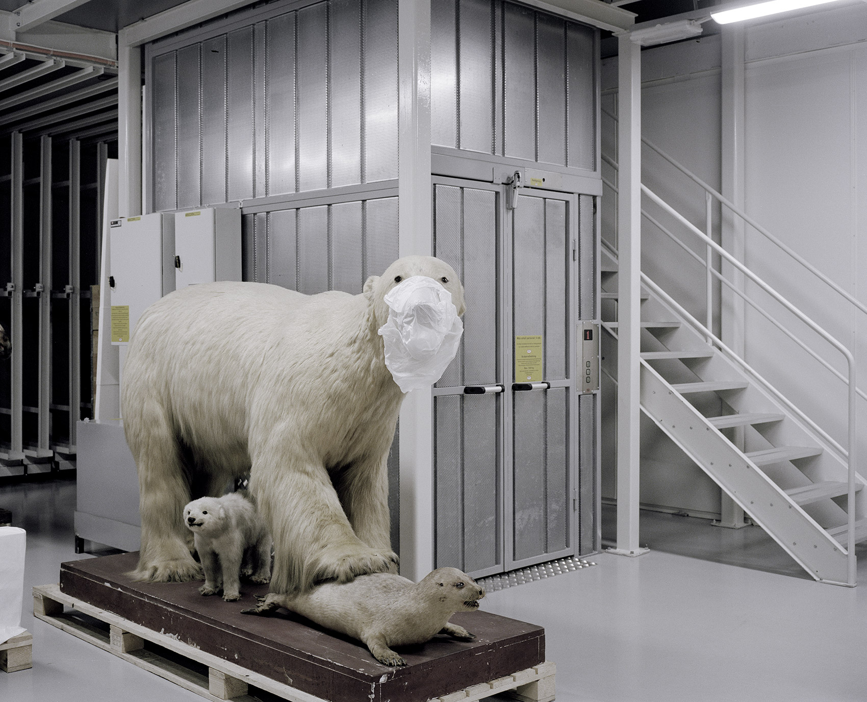 A Moveable Beast by Helge Skodvin — Taxidermied polar bear with offspring and seal specimen arranged on a wooden pallet platform within a modular storage enclosure.