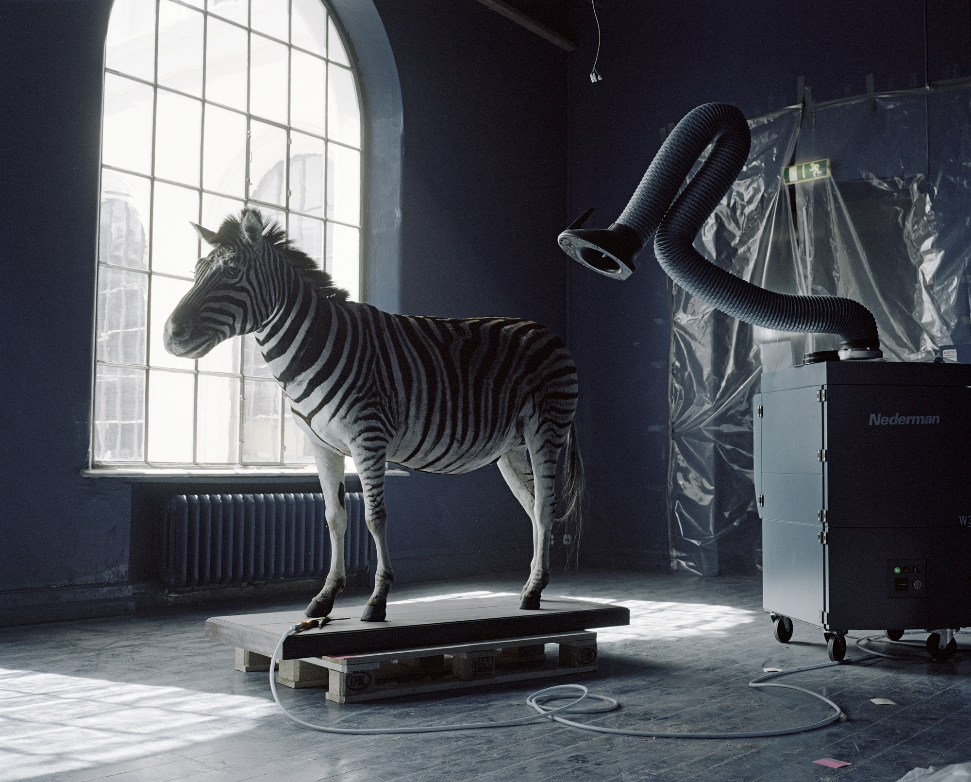A Moveable Beast by Helge Skodvin — A taxidermied zebra stands on a wooden pallet platform within an industrial storage facility in Bergen.