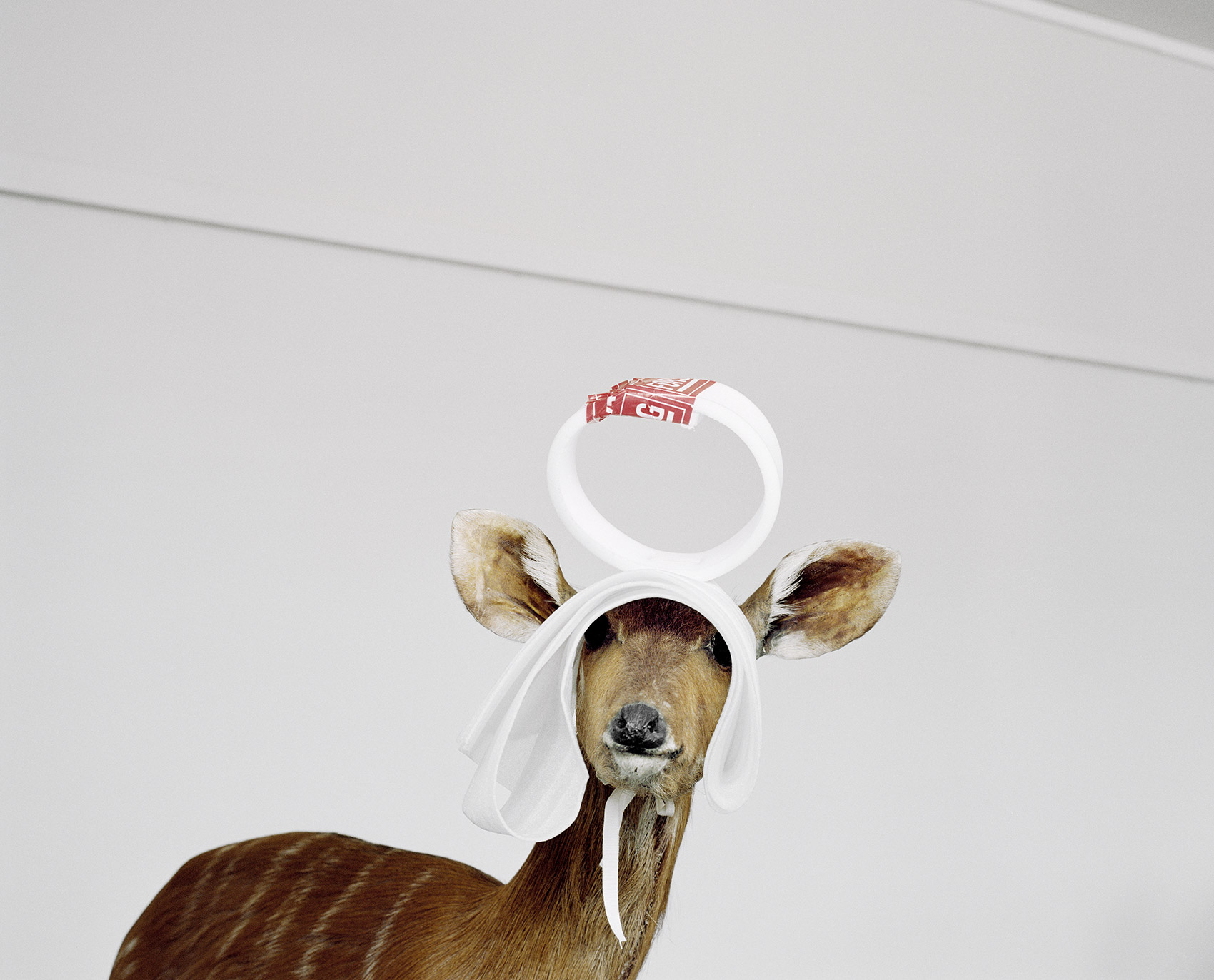 A Moveable Beast by Helge Skodvin — A taxidermied goat positioned frontally against a white wall, wearing ceremonial packaging materials—white tape loops around its head and a white cloth...