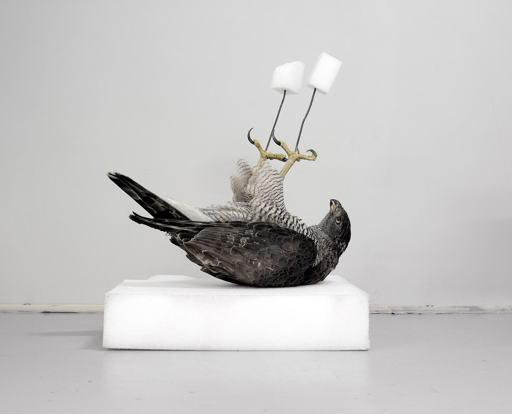 A Moveable Beast by Helge Skodvin — A taxidermied bird positioned on a white foam pedestal against a neutral gray backdrop.