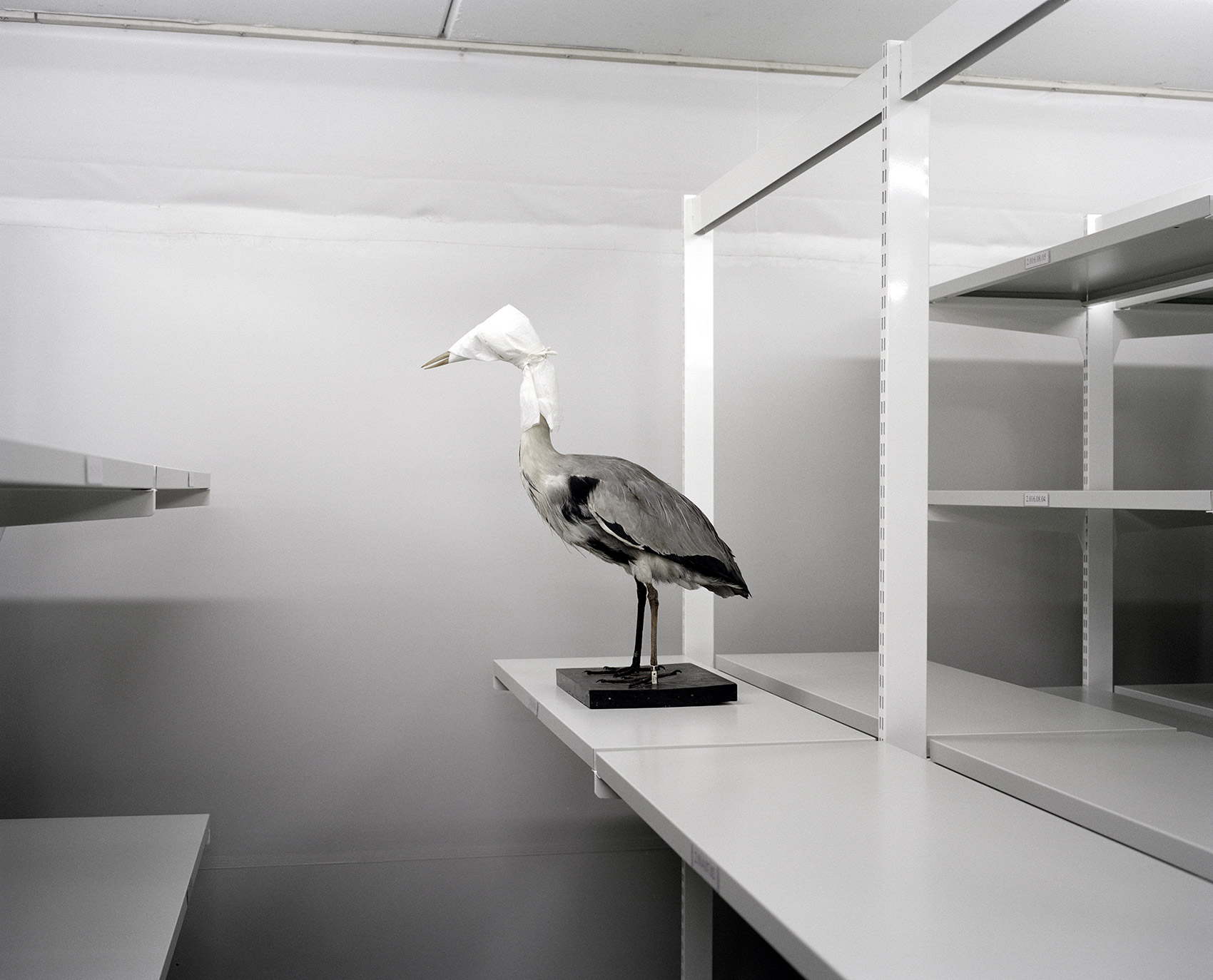 A Moveable Beast by Helge Skodvin — A taxidermied heron stands mounted on a black platform base positioned on a white shelf within a climate-controlled storage cabinet.