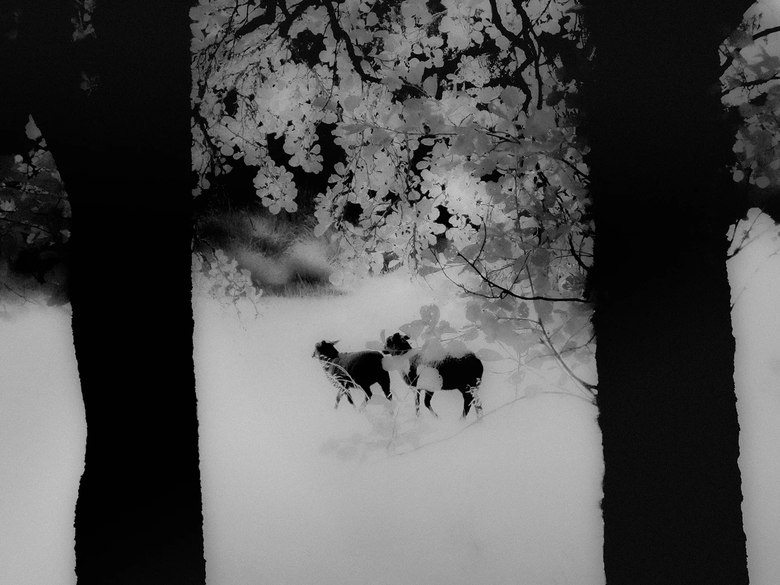 You can't enter the same river twice by Francisco Gonzalez Camacho