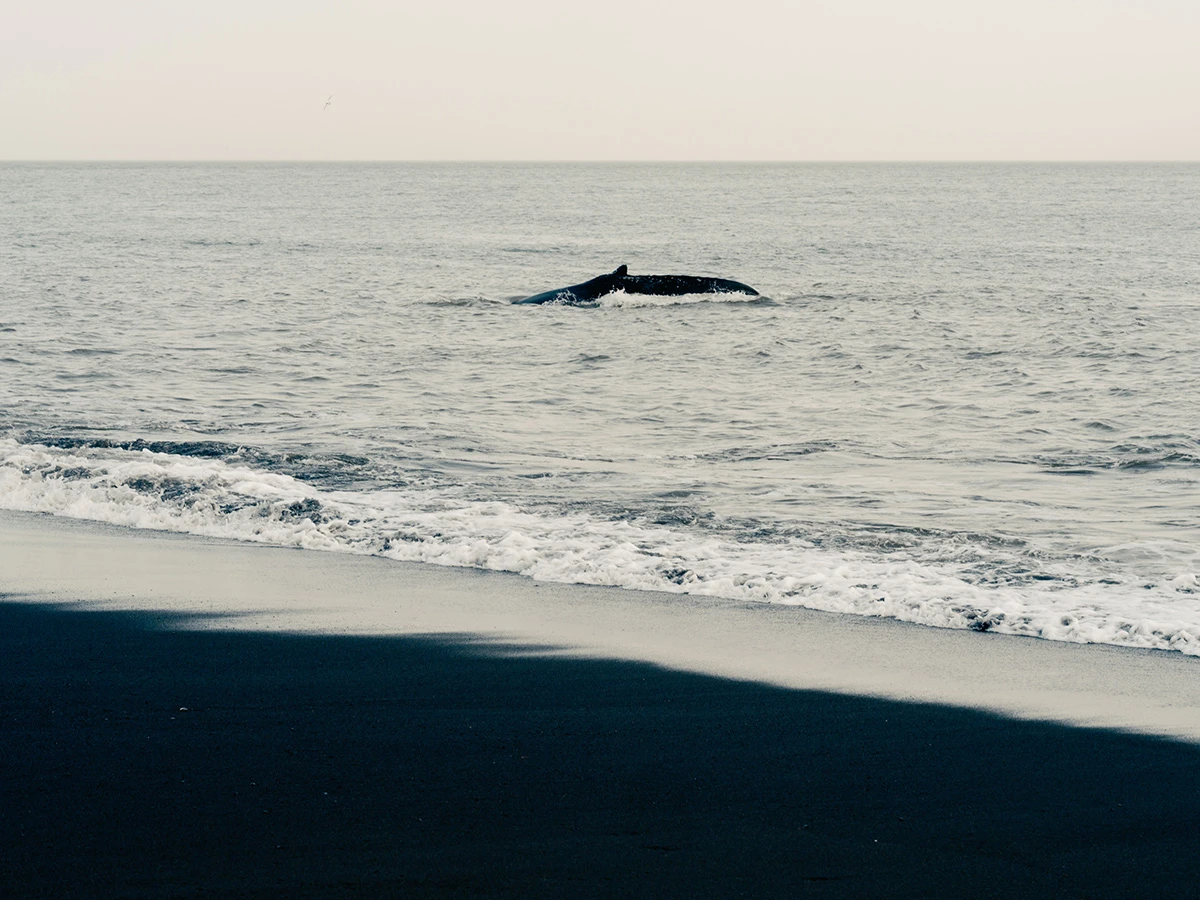 Lupine by Daniel Dorsa — A fin whale surfaces in the grey Atlantic waters offshore, its dark body cutting through the pale sea midway between the foamy white breakers and the...