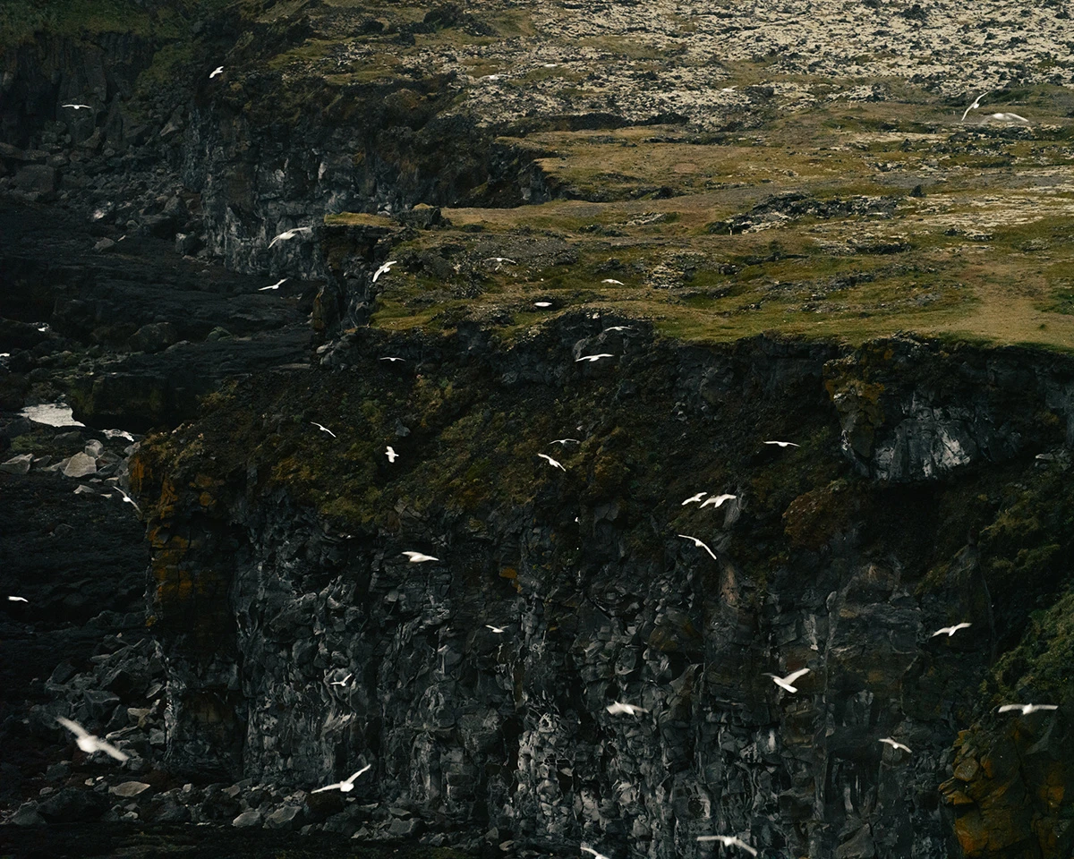 Lupine by Daniel Dorsa — Seabirds—likely kittiwakes or fulmars—wheel across dark columnar basalt cliffs faced with lichen and moss.