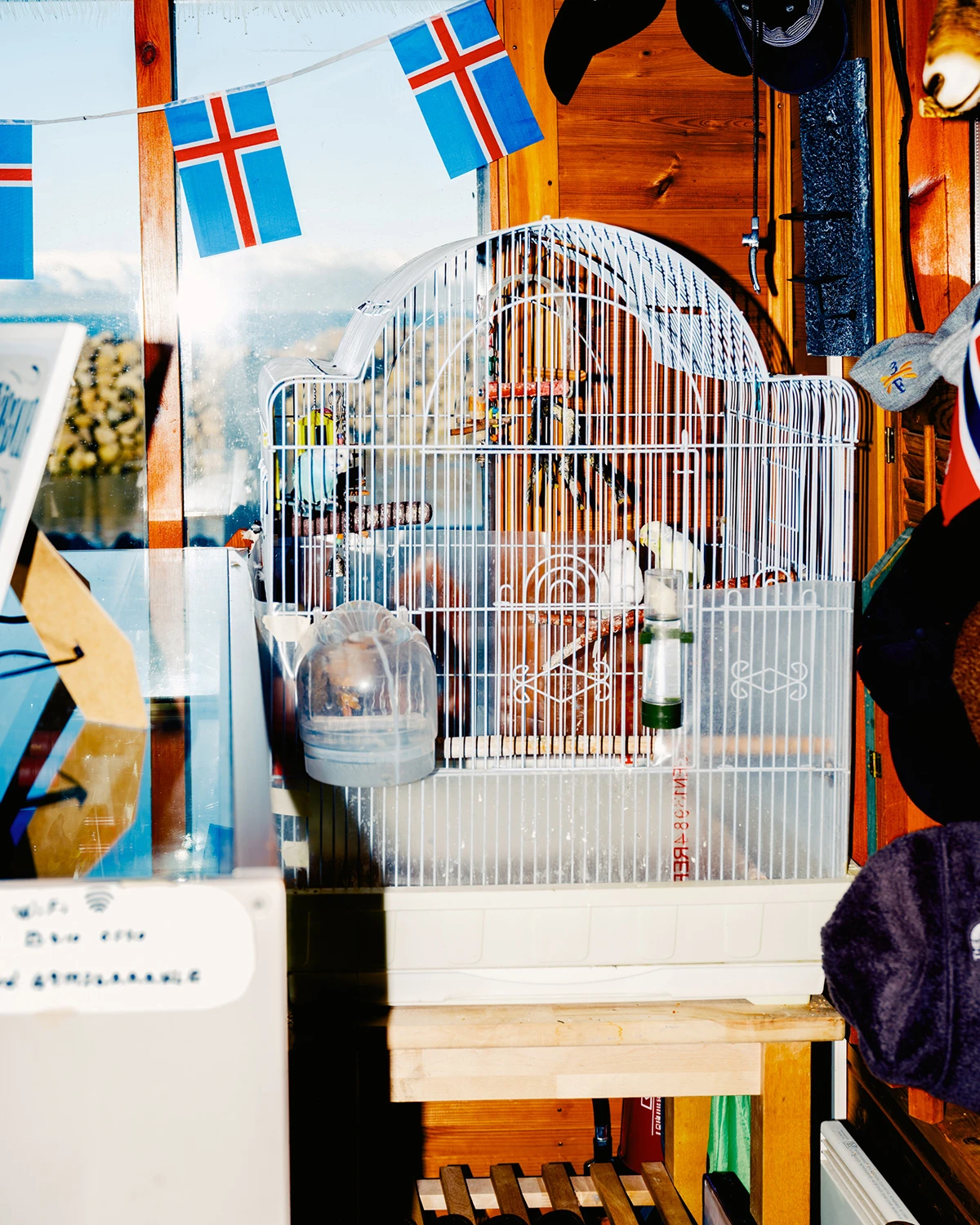 Lupine by Daniel Dorsa — A white birdcage sits on a wooden shelf inside a cabin with ochre-stained timber walls, framed by an open window revealing a distant Icelandic landscape...