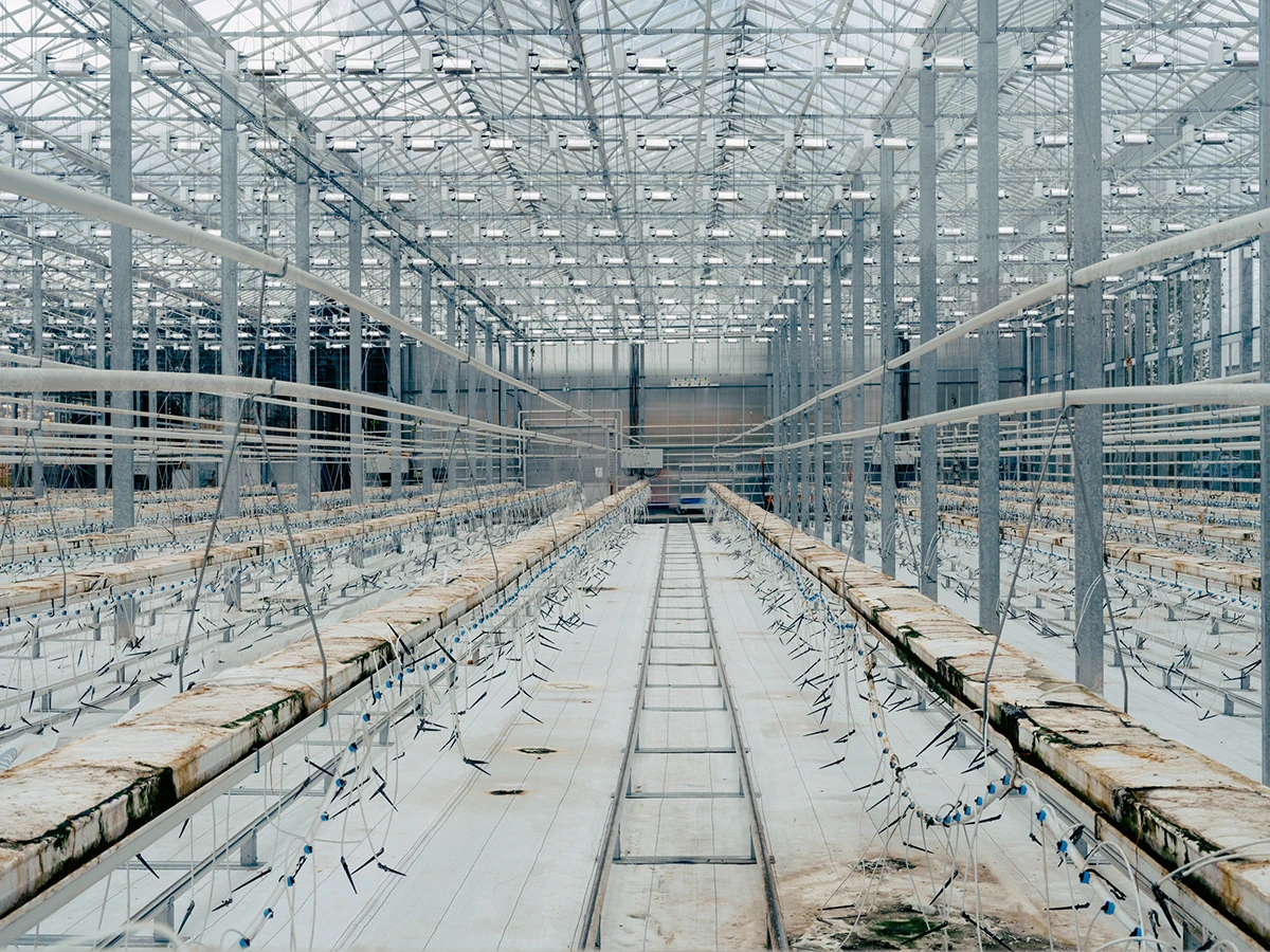 Lupine by Daniel Dorsa — A vast agricultural greenhouse spans the frame with industrial precision: steel columns rise at regular intervals supporting a complex lattice of white...