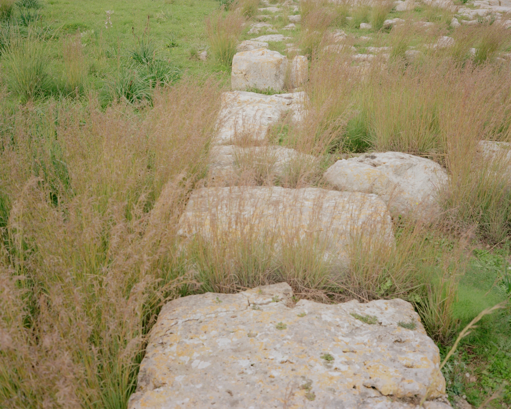 Pantalica Speculations by Leopold Banchini — Stone steps descend through overgrown grassland toward the archaeological site, their weathered surfaces softened by native grasses and herbaceous plants.