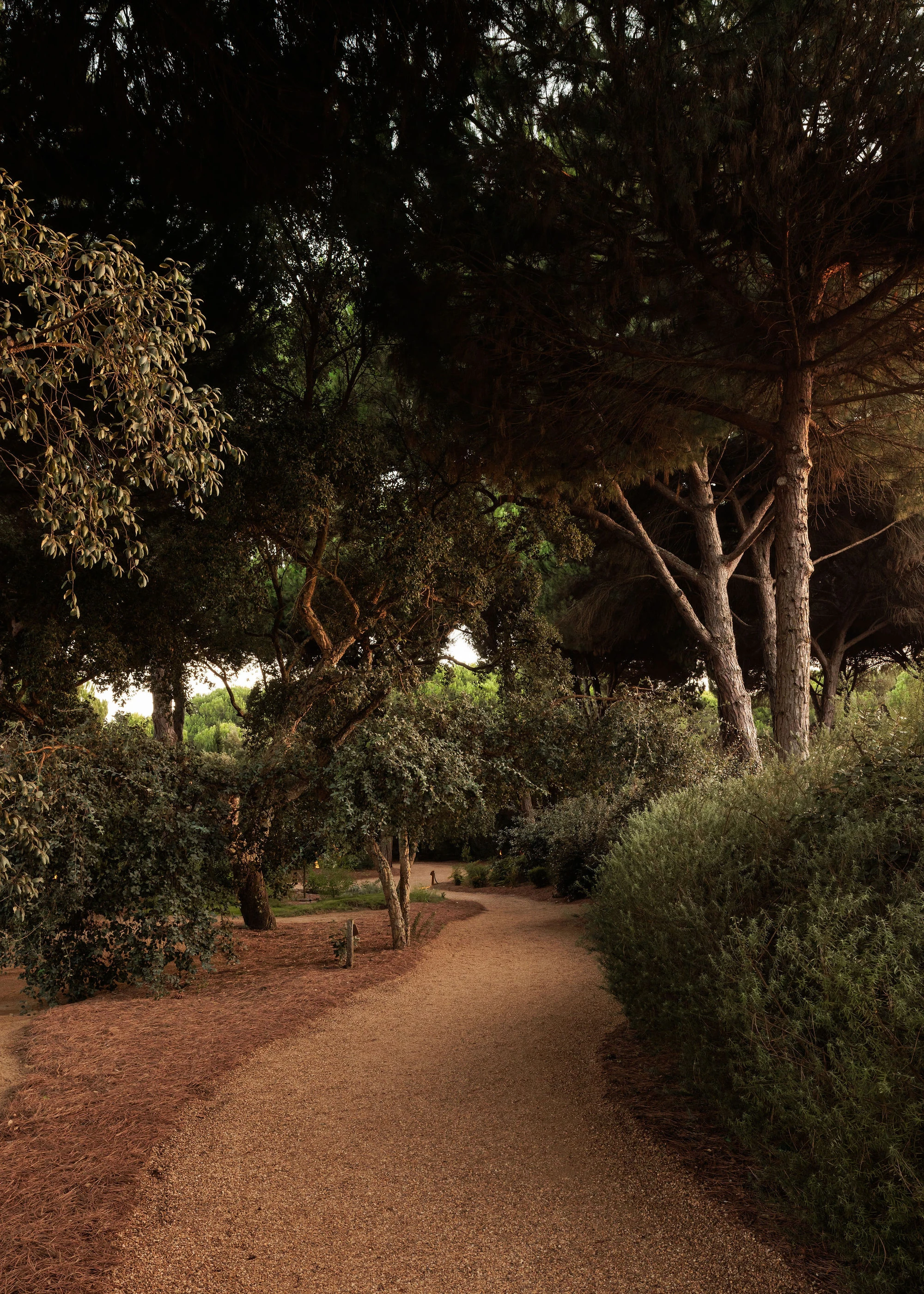 Sublime Comporta — A timber pathway winds through mature pine forest, its reddish-brown compacted earth surface contrasting with dense green hedging along the right edge.