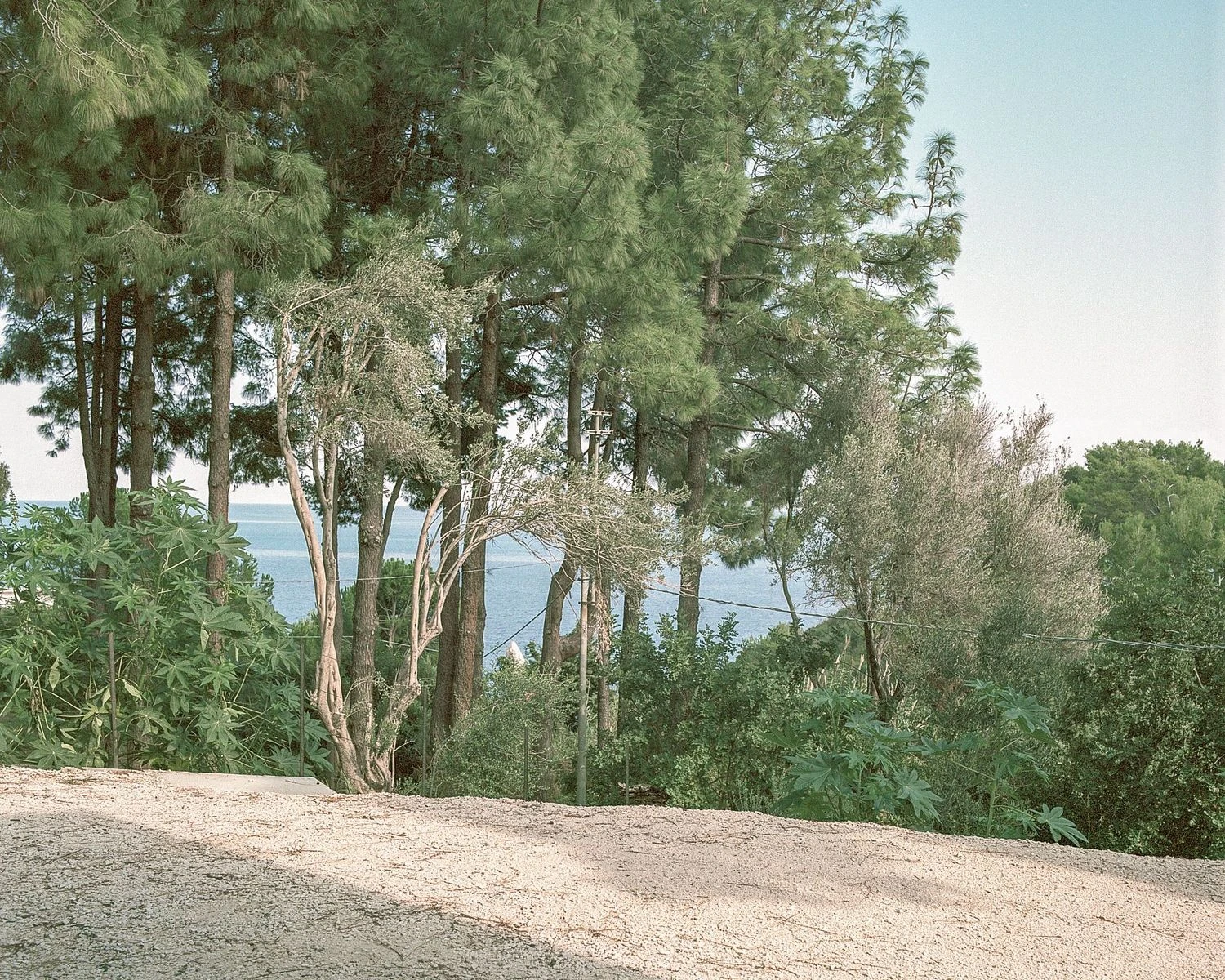 Guardia di Finanza by Brandlhuber+ — View from the gravel courtyard toward the sea, framed by mature cypress and pine trees creating dappled shadow patterns across the ground plane.