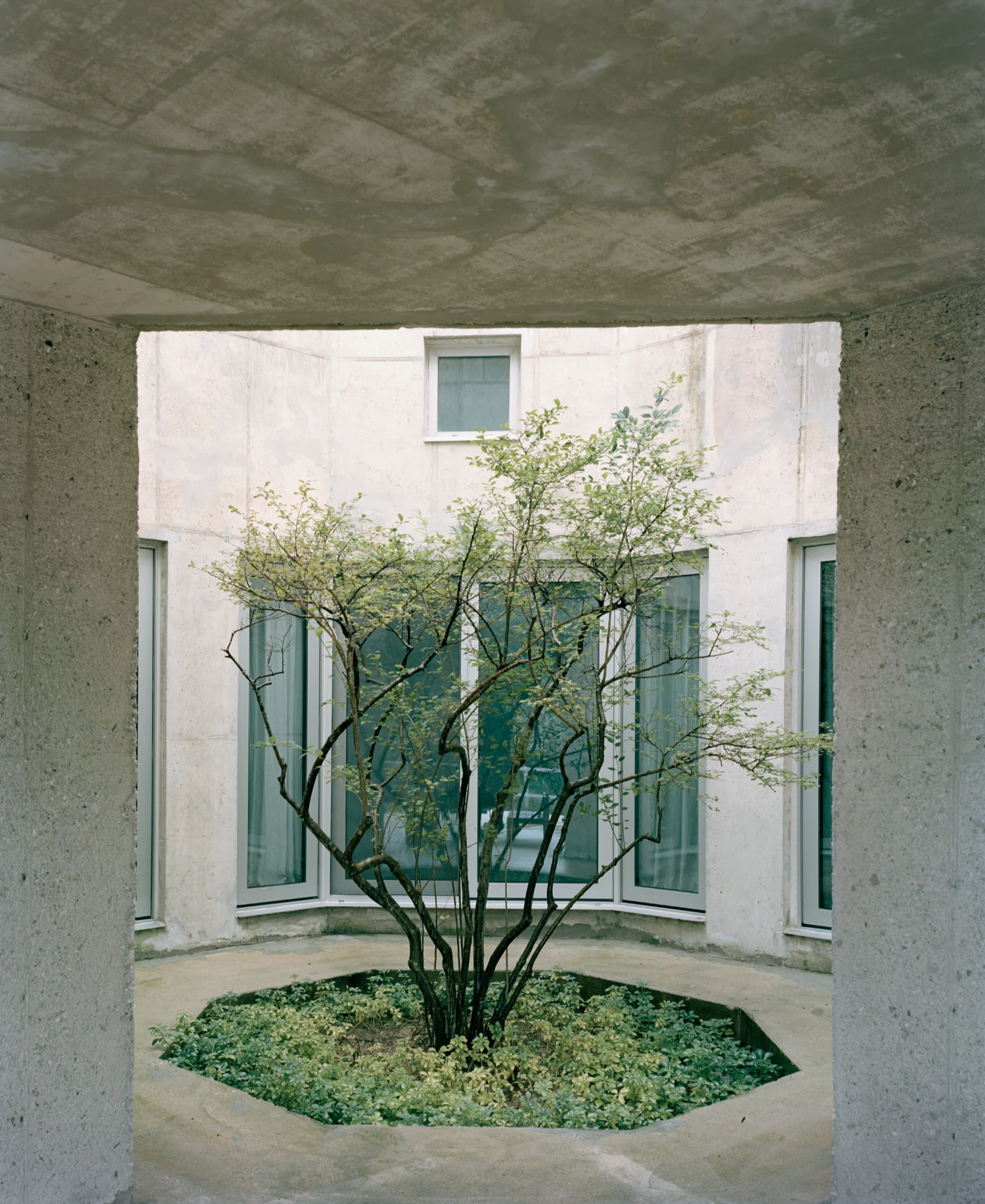 Hoji Gangneung Houses by AOA Architects captured by Danny Kai — A concrete courtyard framed through a monolithic concrete passage reveals a single tree planted in a circular ground bed filled with self-seeded grasses and...