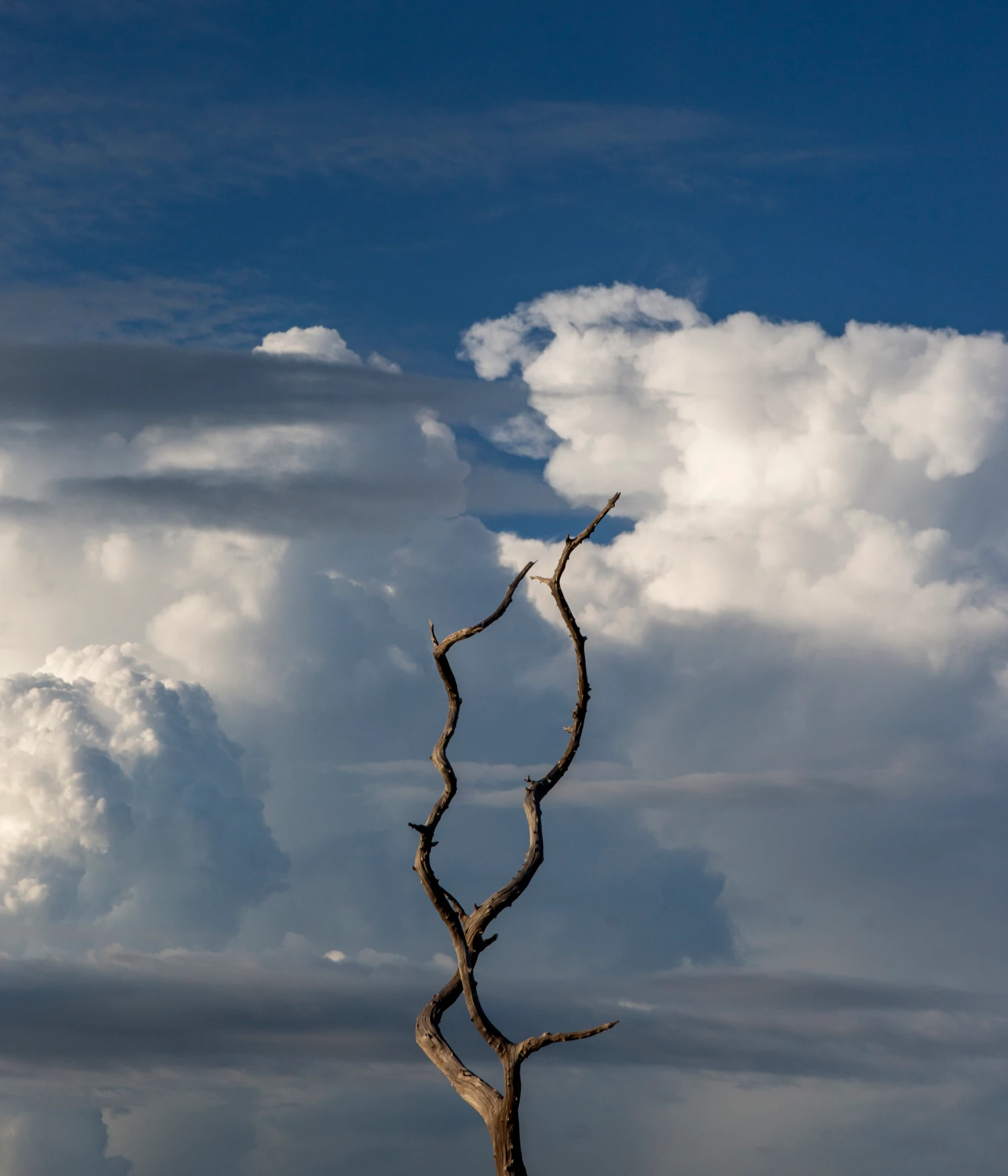 They Still Owe Him a Boat by Jono Terry — A single twisted branch rises vertically against a cumulus sky, its bare wood darkened and weathered, forking into two curved reaches at the apex.
