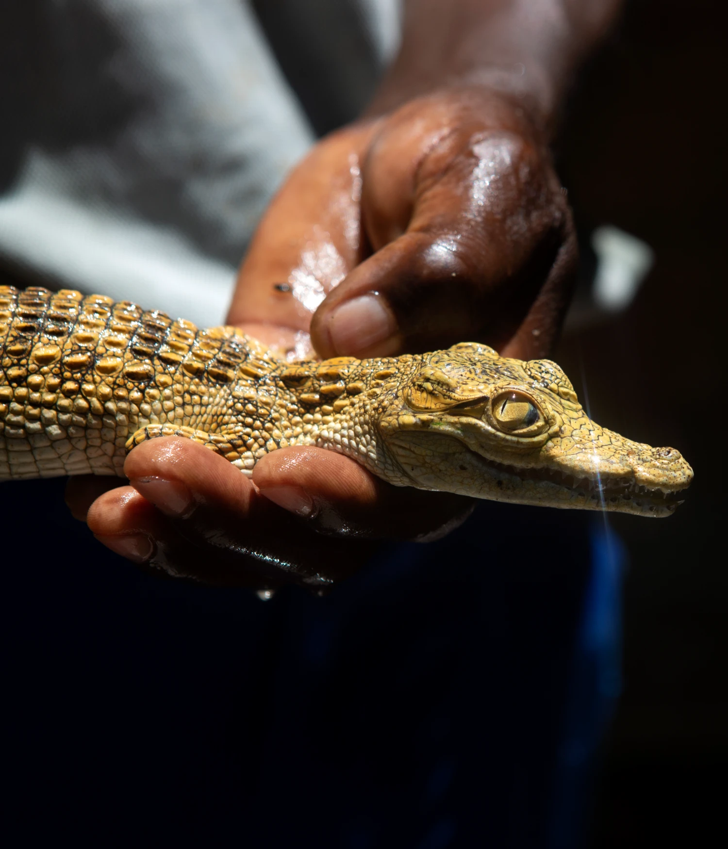They Still Owe Him a Boat by Jono Terry — A small crocodile, golden-scaled and wet, rests across hands belonging to a person partially visible in the frame.