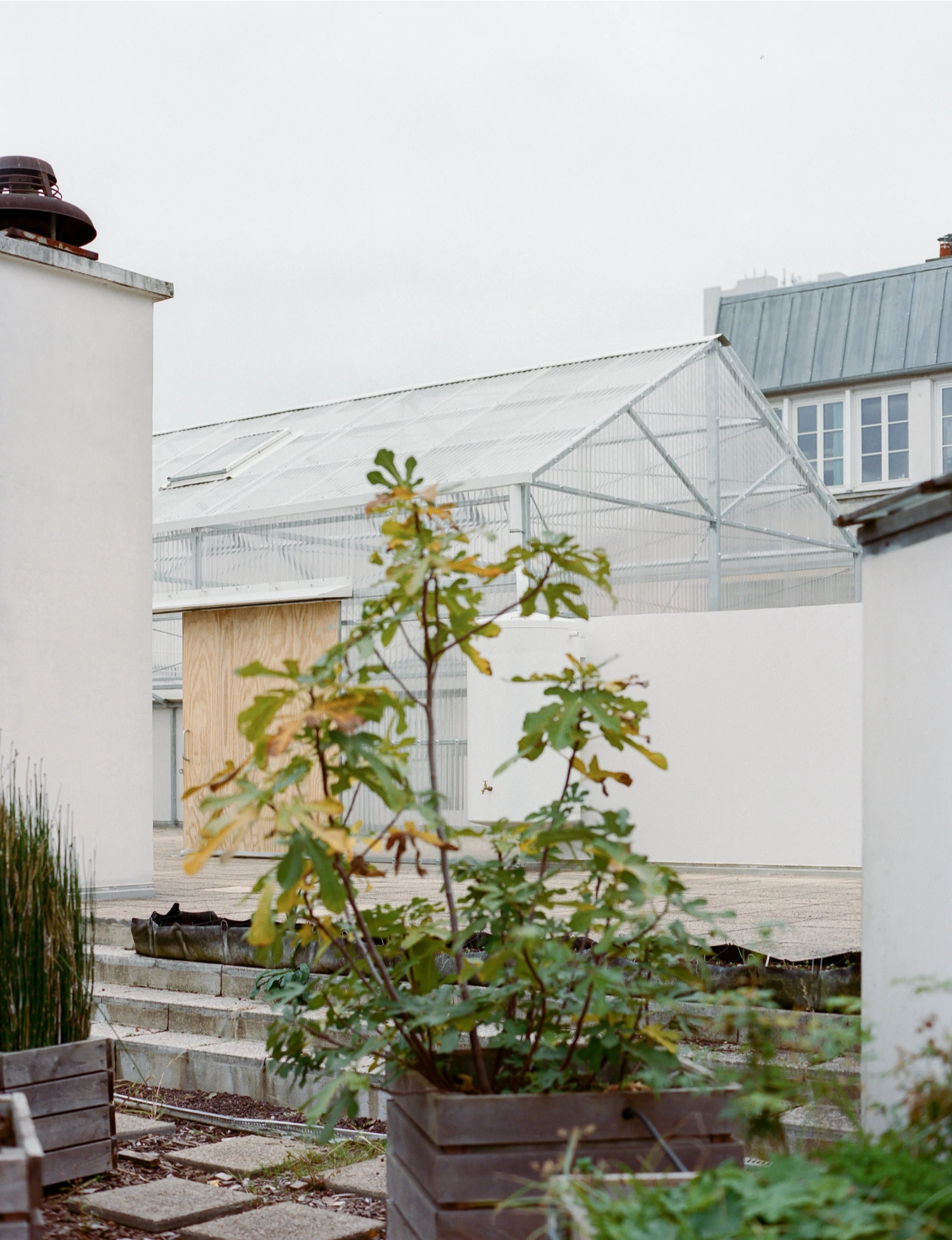 Rooftop Educational Farm by rerum architectes — A potted tomato plant in foreground establishes human scale within the pedagogical greenhouse.