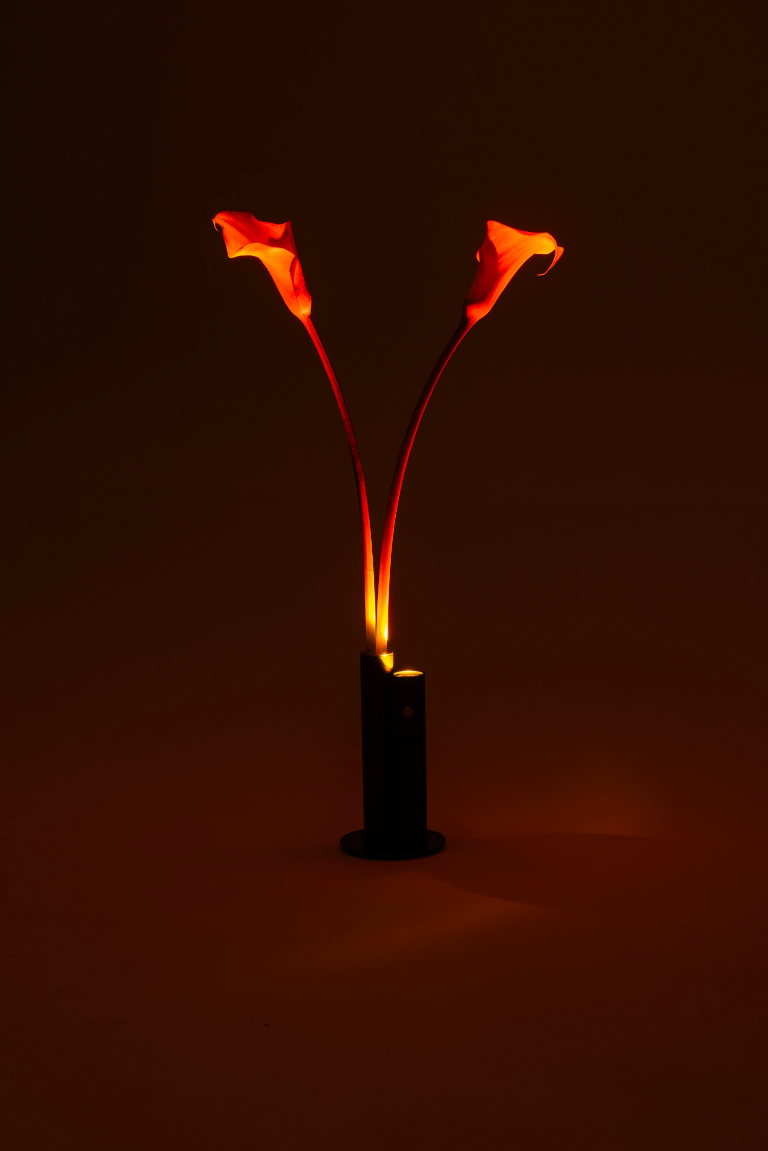 Halo Mag (Flame + Bloom) designed by Mandalaki — Halo Mag's Flame + Bloom edition presents two dried physalis lantern pods suspended vertically from a matte black cylindrical base.