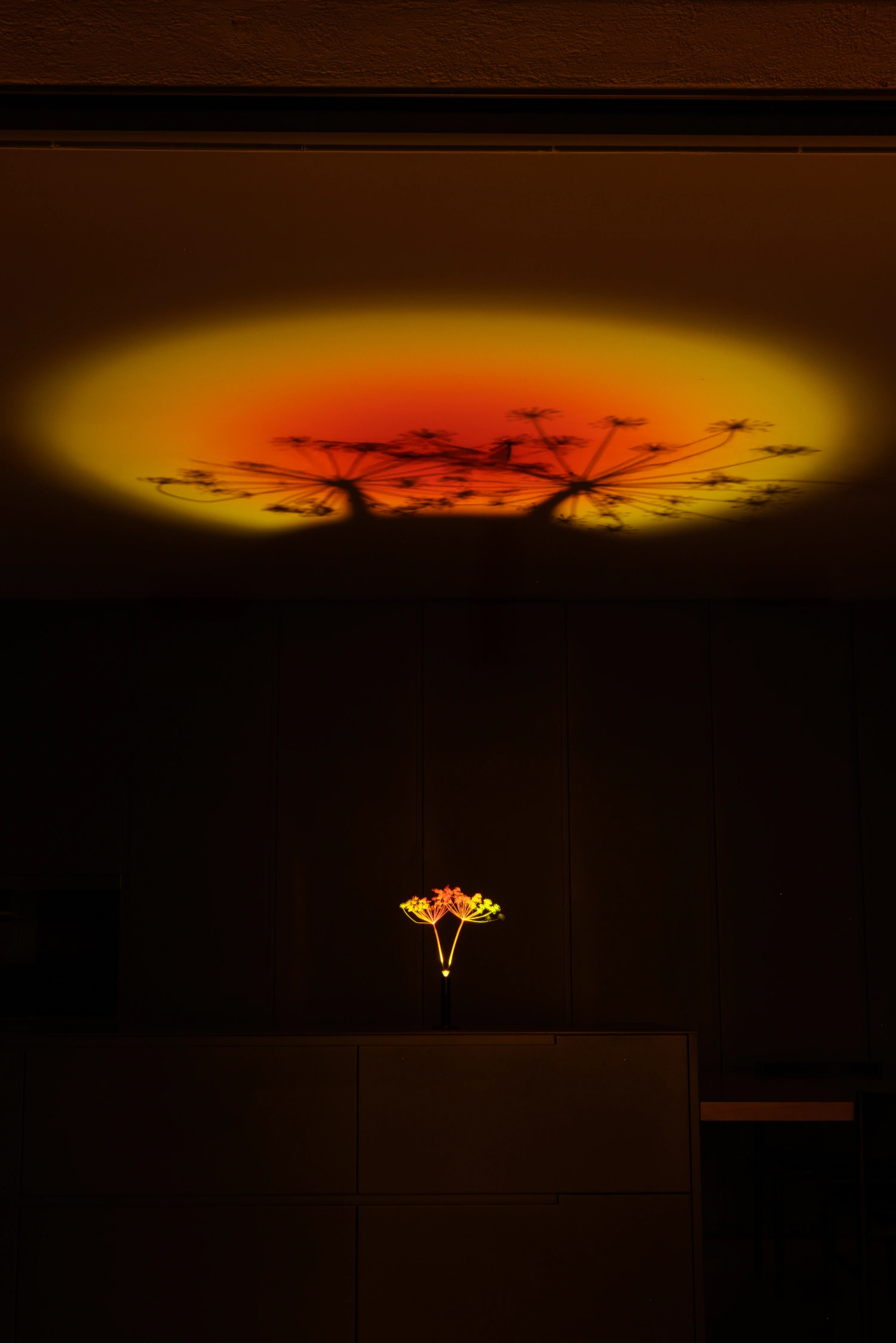 Halo Mag (Flame + Bloom) designed by Mandalaki — Mandalaki's Halo Mag (Bloom) installation suspends a single dried physalis lantern pod beneath a large overhead projection of multiple seed pods, creating a...