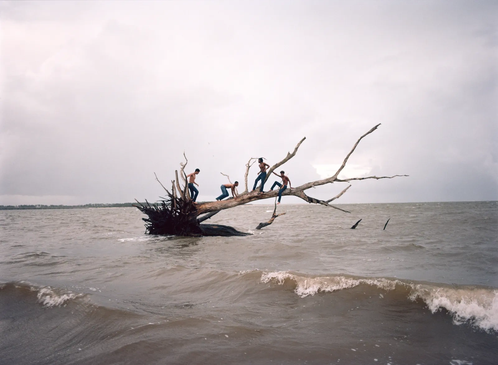 Florida Boys by Josh Aronson — Three shirtless figures occupy a fallen tree extending into shallow coastal water, its gnarled branches reaching skyward like skeletal fingers.