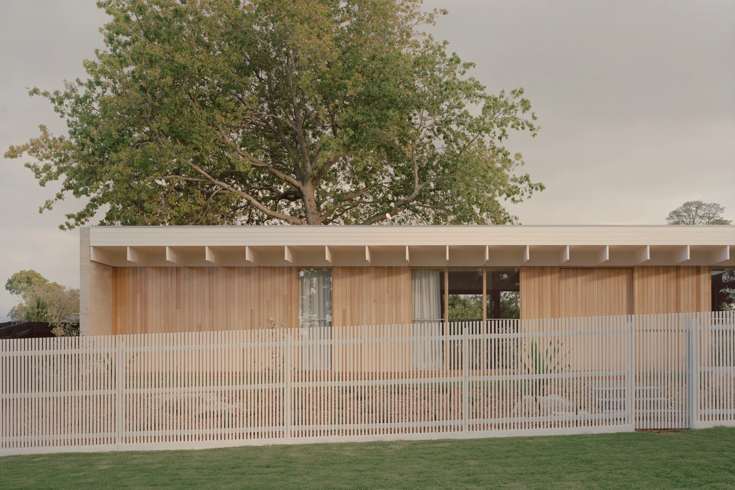 Mount Martha House by Victoria Merrett Architects — The residence presents a horizontal composition anchored by a large native tree dominating the upper frame.