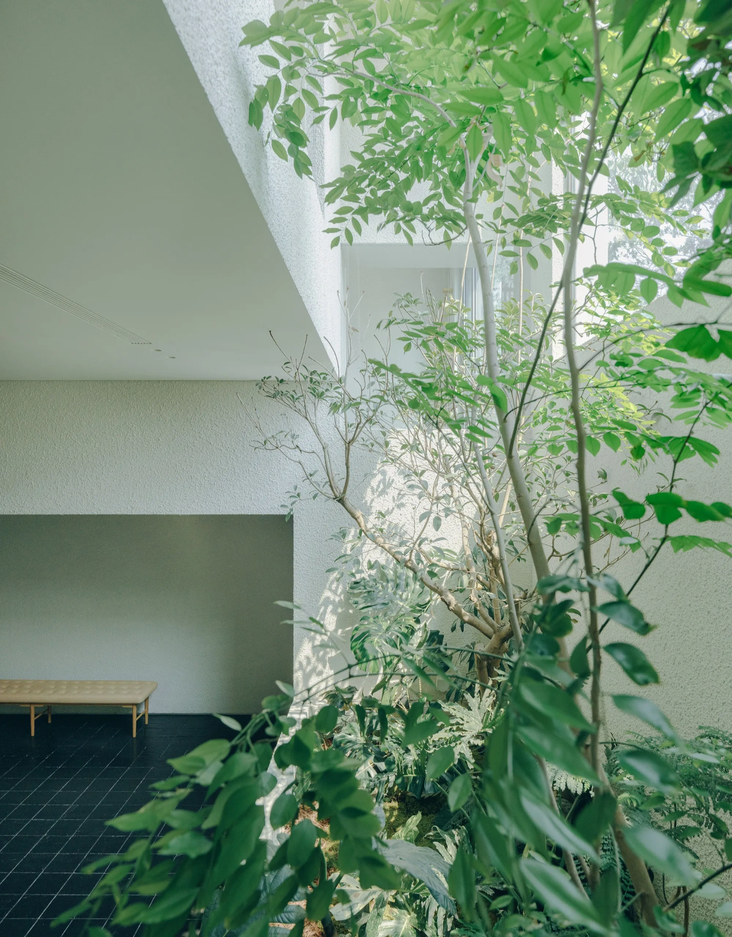 House J in Beijing by Atelier About Architecture — A mature tree trunk rises vertically through the interior, its canopy framed by a large skylight opening above rendered white walls.