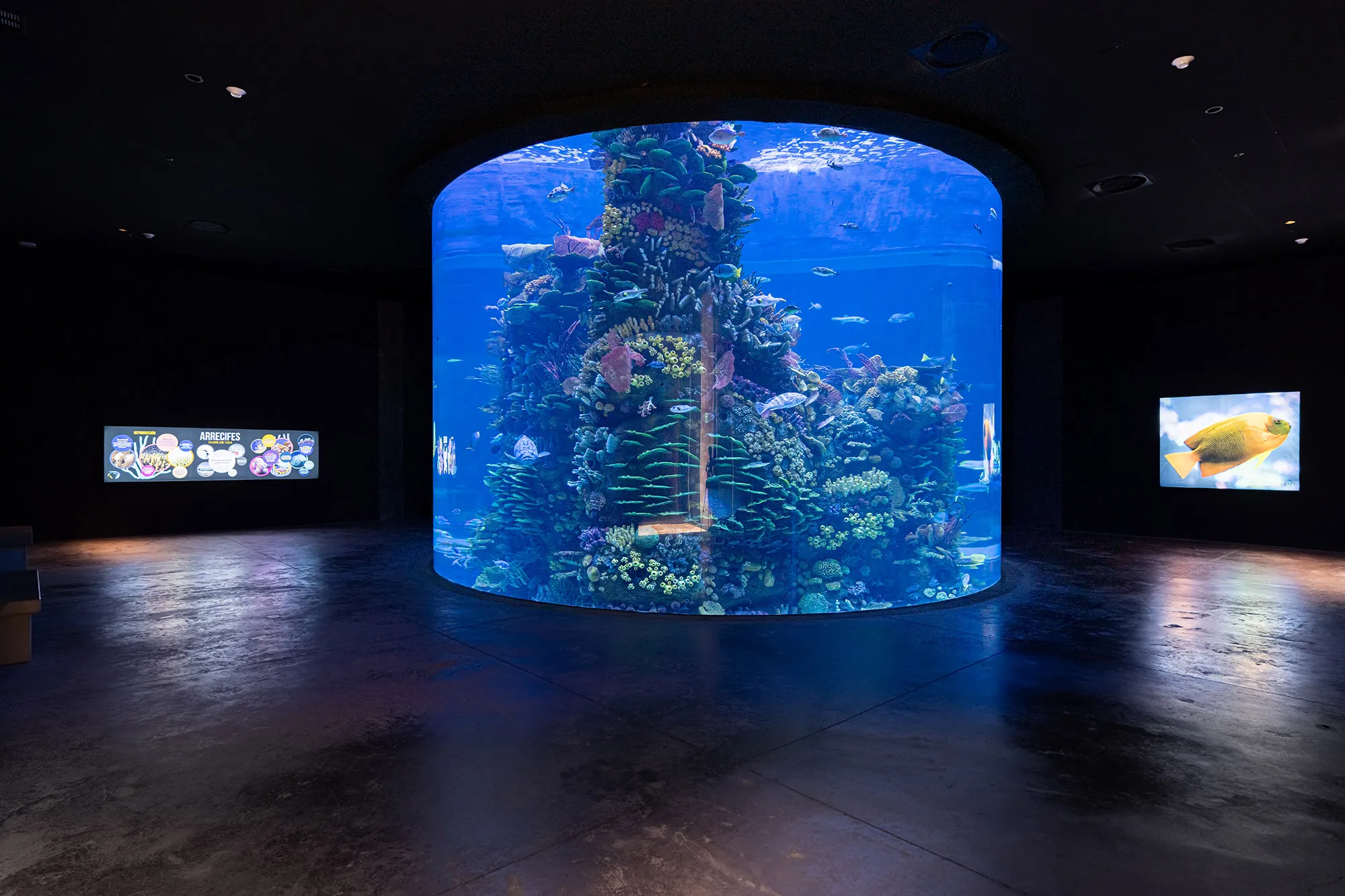 Sea of Cortez Research Center by Tatiana Bilbao — A cylindrical aquarium display dominates the darkened interior gallery space, housing a dense coral reef structure with schooling fish and vertical...