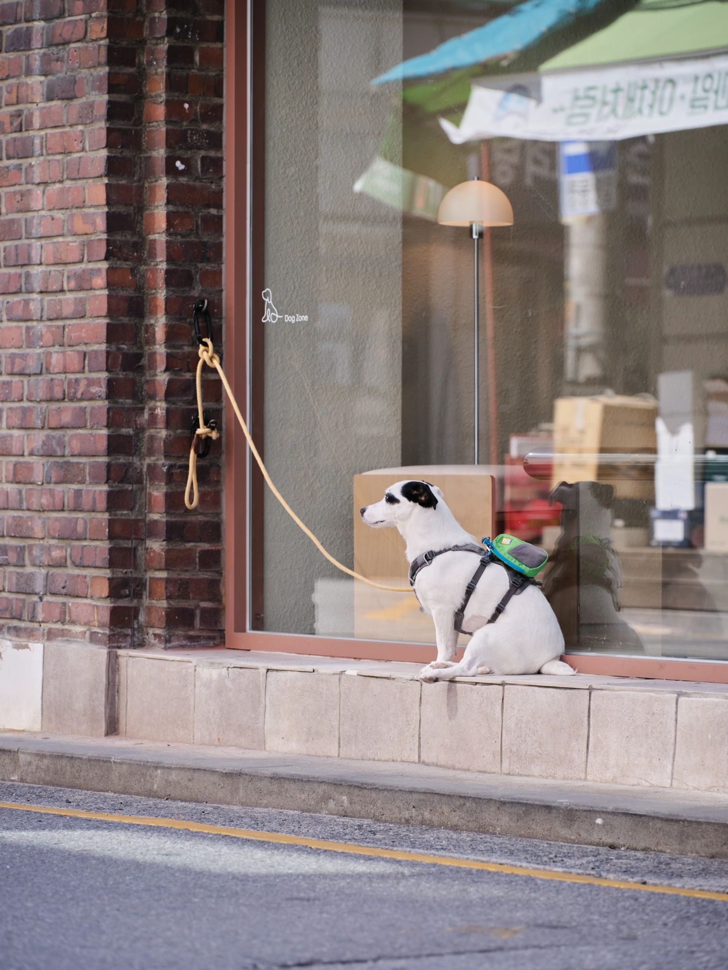 PINOCCHIO Gelato + Coffee Shop by WARP AND WOOF — A small white dog with black markings waits tethered to a brass hook on the storefront exterior, positioned on the concrete base of the shop window.