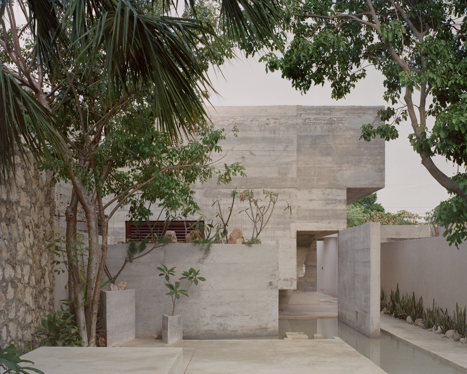 House in Los Cocos by Ludwig Godefroy Architecture — A courtyard view framed by mature tropical trees, their canopies filtering diffused light across pale stone paving.