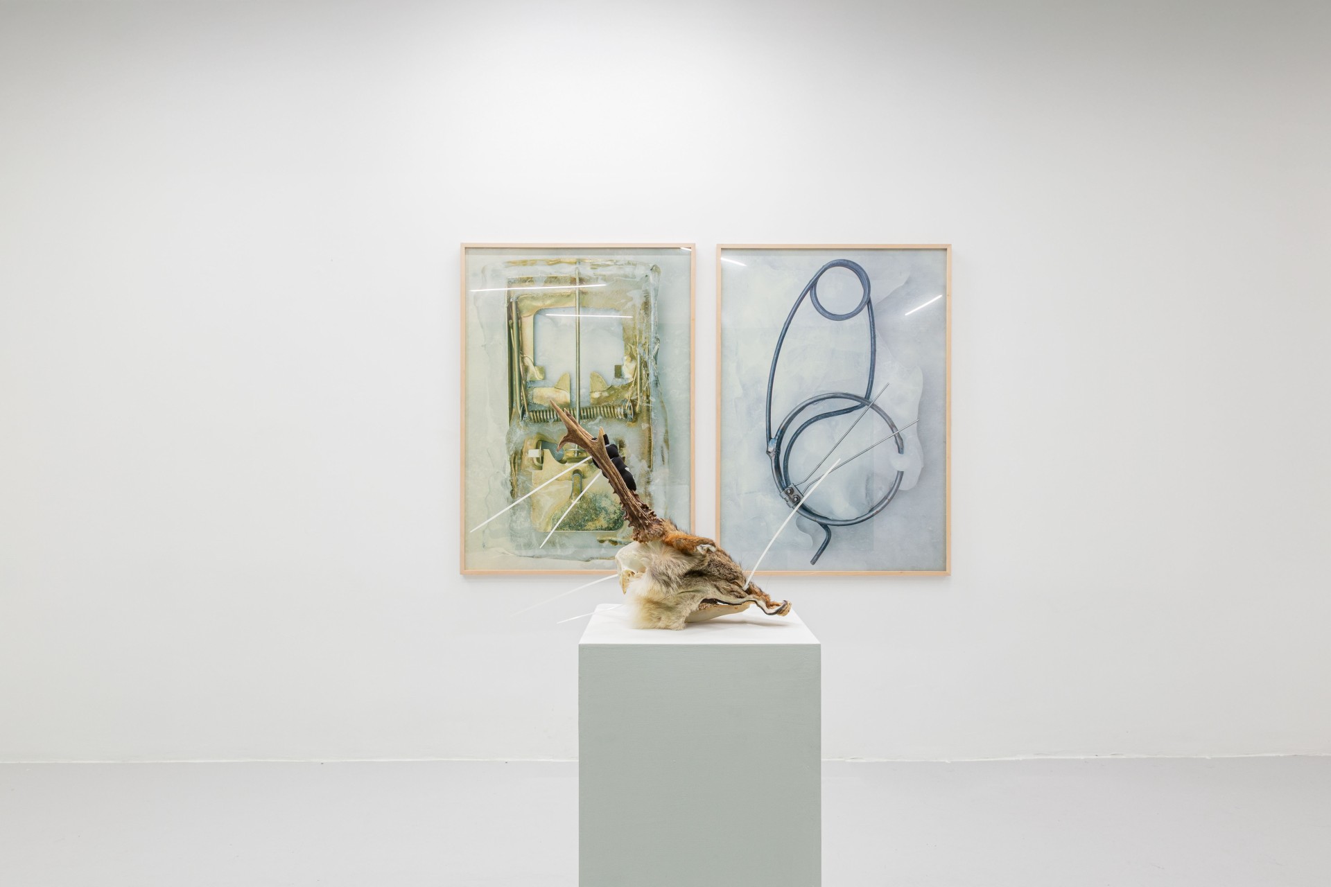 Till the cows come home at banquet — A sculptural installation anchors the gallery floor: a pale organic form—possibly taxidermied or cast—stretches across a light grey plinth, connected by...