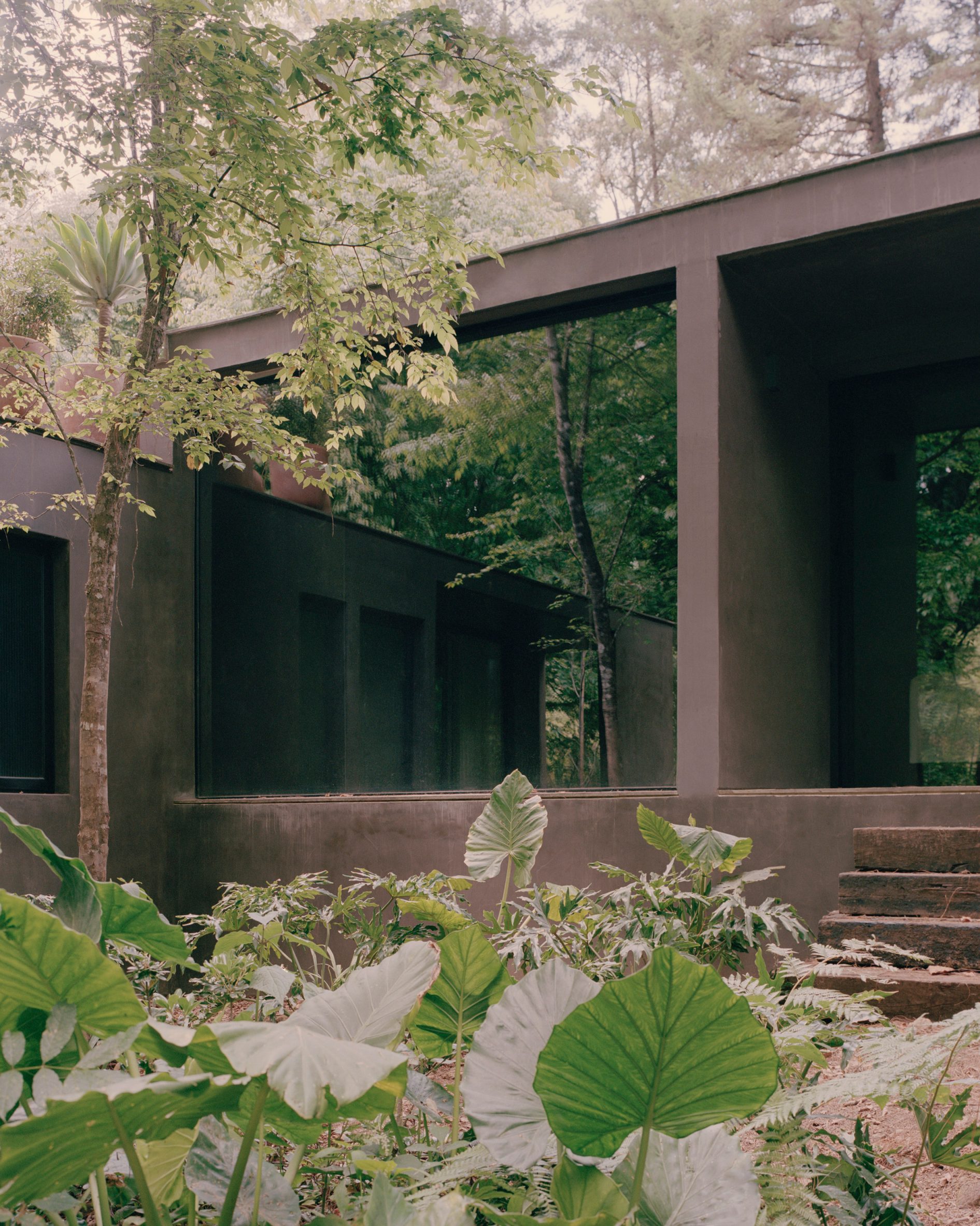 Copas House by PPAA — The Copas House courtyard presents a threshold between interior and forest, where large-leafed tropical plants occupy the foreground while a taupe-rendered...