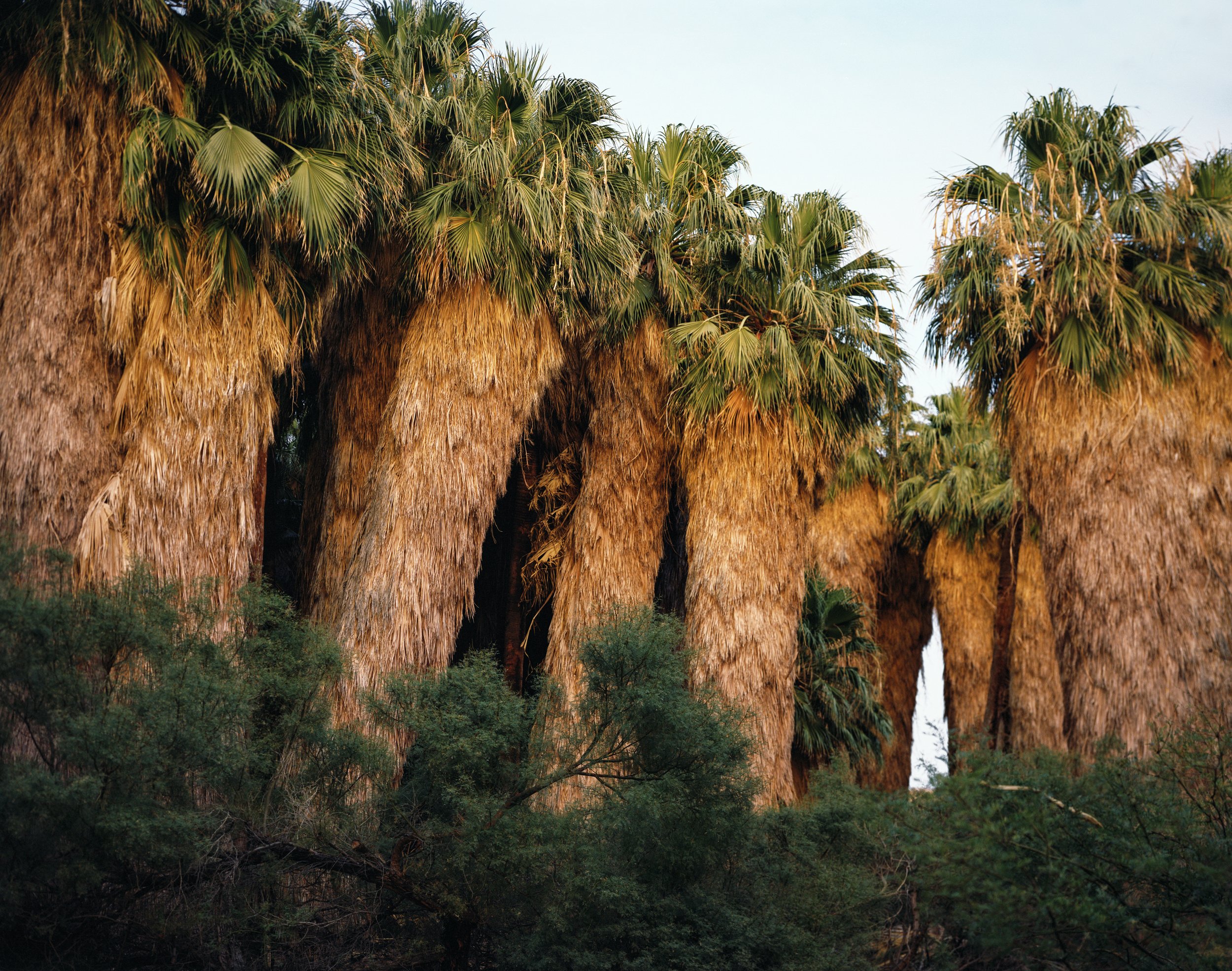 A Poor Sort of Memory by Tracy L Chandler — Towering fan palms with fibrous, rust-colored trunks dominate the composition, their fronds creating dense green canopies against a pale sky.