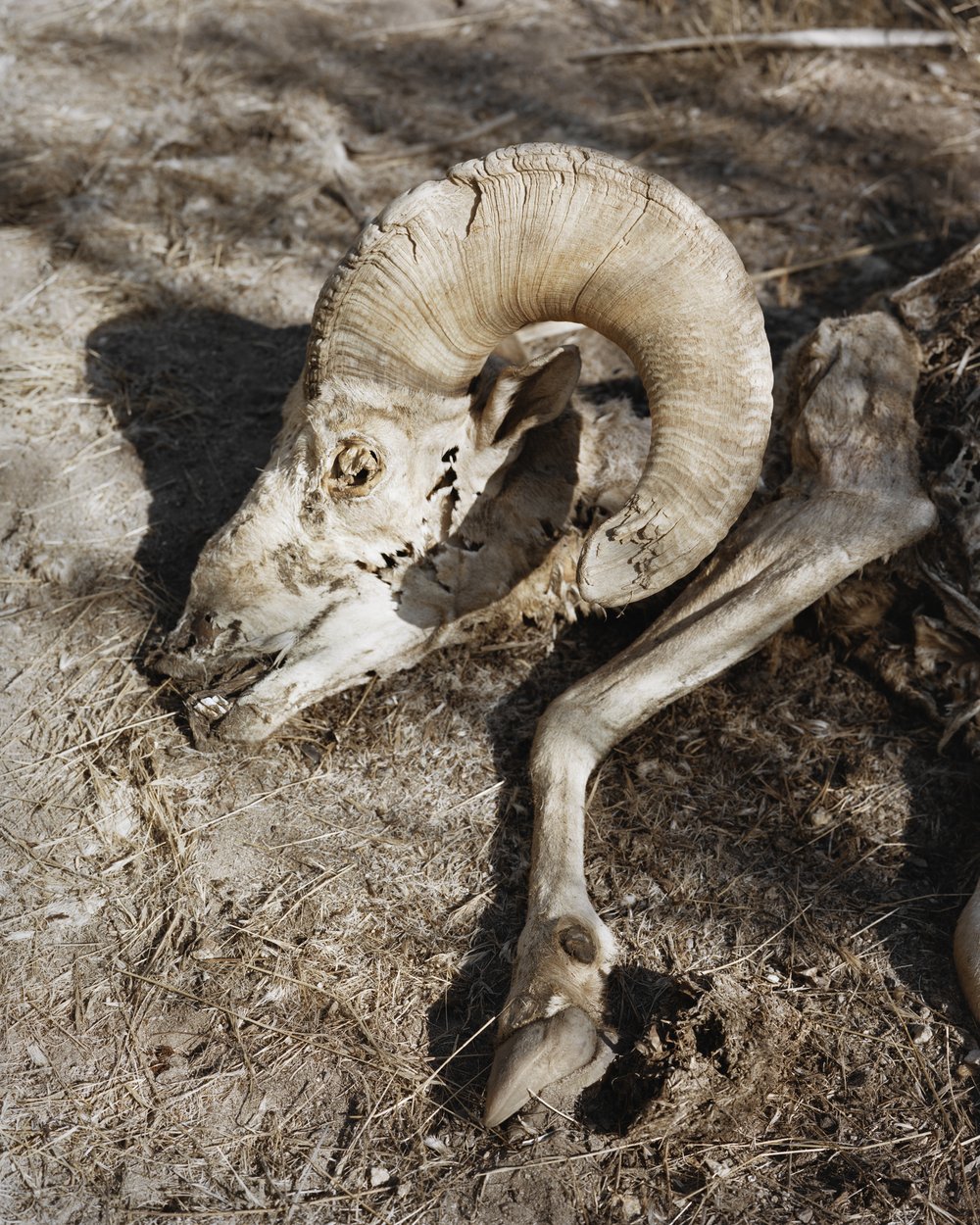 A Poor Sort of Memory by Tracy L Chandler — A bleached bighorn sheep skull with massive curved horns lies on sun-baked earth scattered with dried grass and debris.