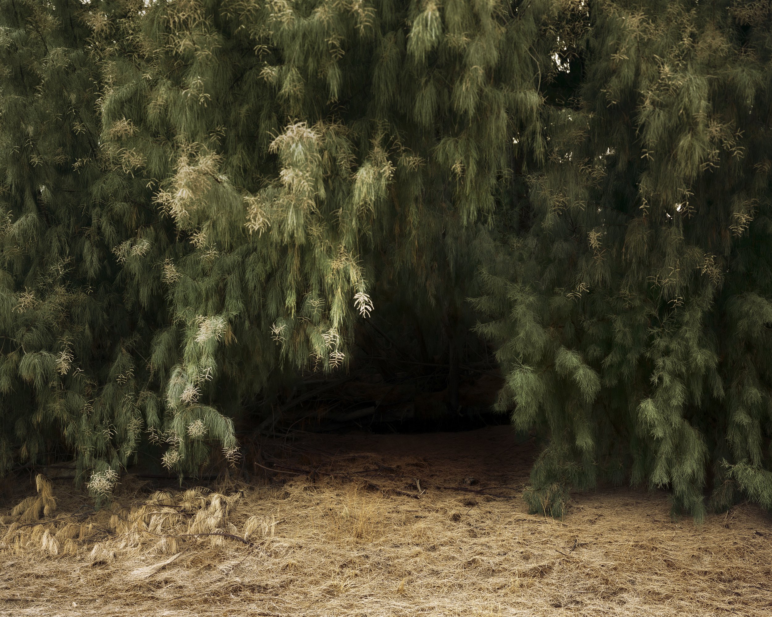 A Poor Sort of Memory by Tracy L Chandler — A canopy of feathery desert shrubs—likely tamarisk or similar arid vegetation—creates a dense, drooping overhang above a sandy clearing.