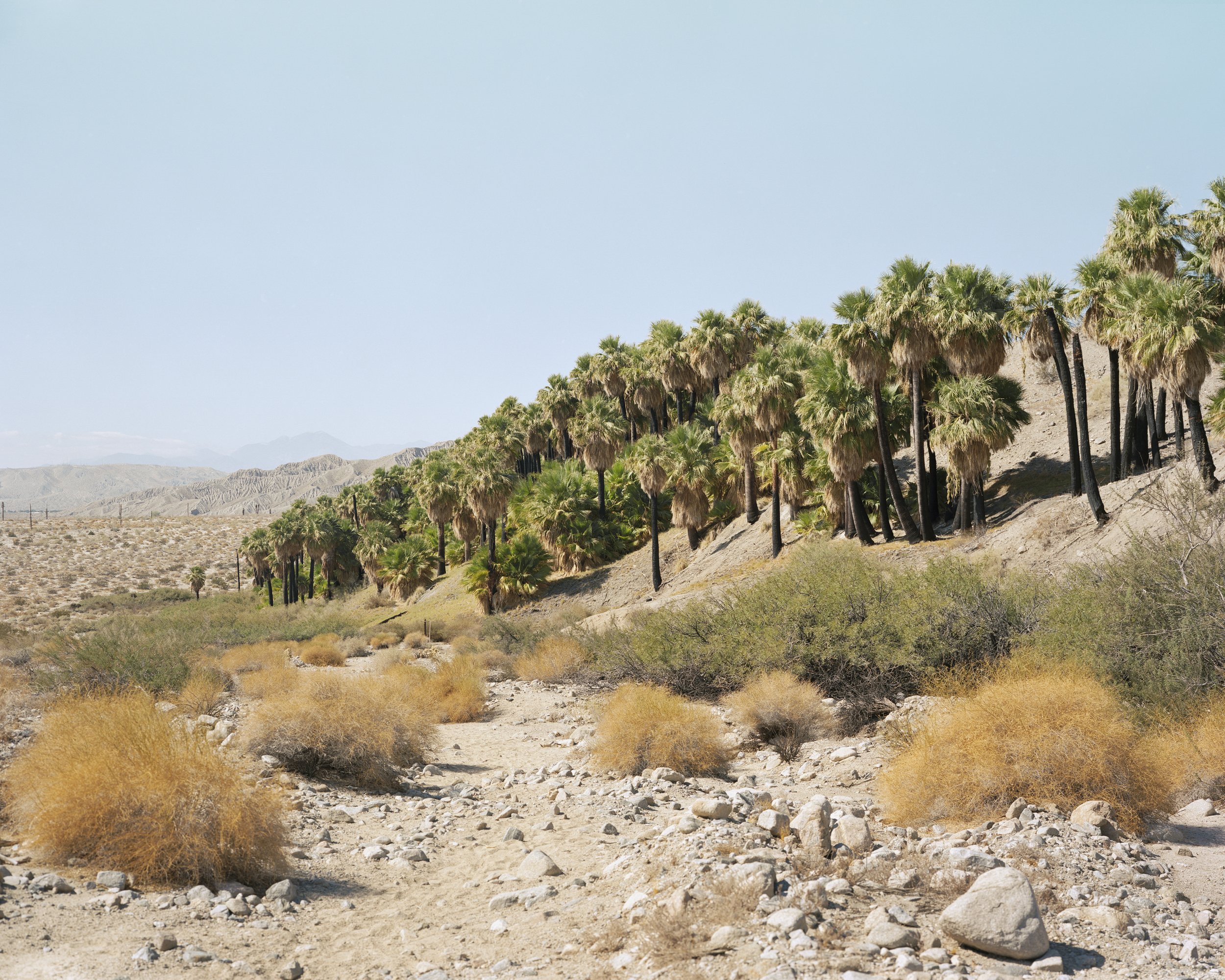A Poor Sort of Memory by Tracy L Chandler — A linear stand of mature fan palms ascends a sandy hillside in rhythmic succession, their dark trunks creating a colonnade against the pale slope.