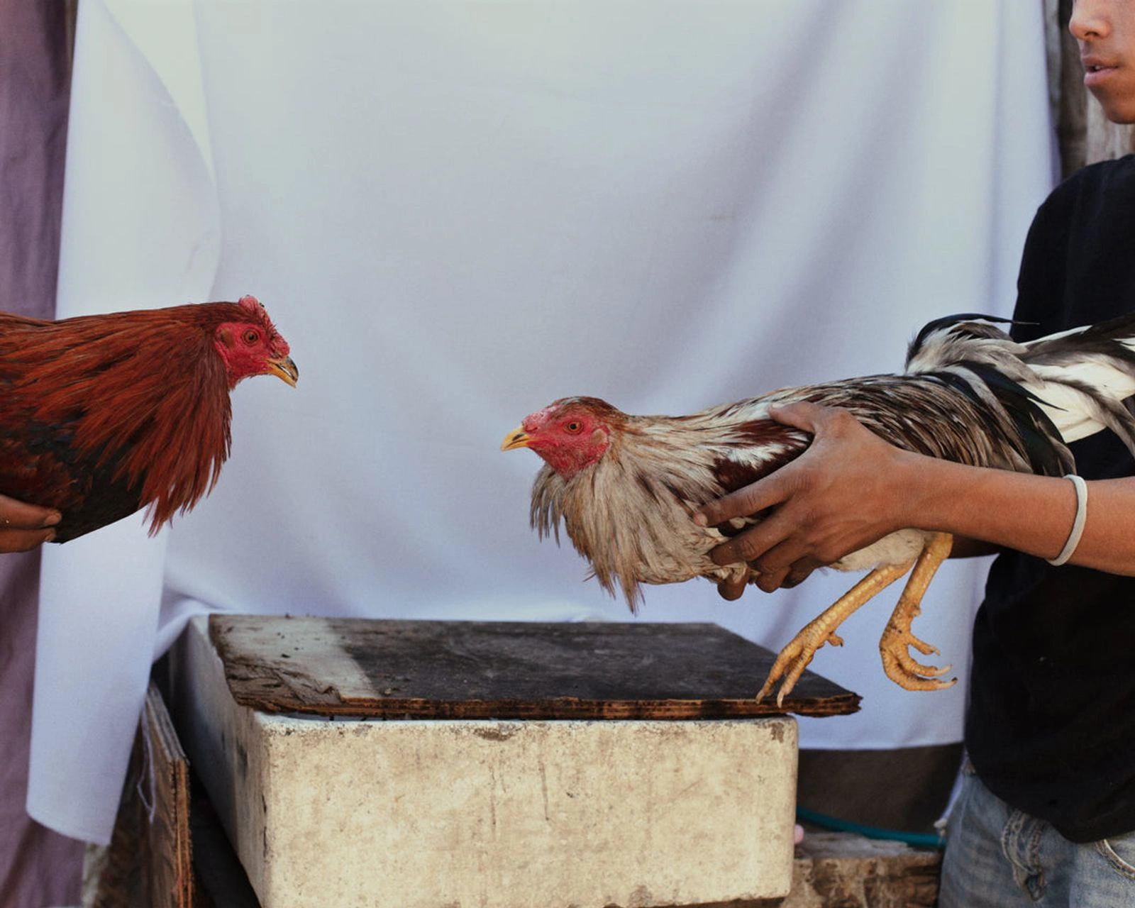 Bravo by Felipe Romero Beltrán — Two roosters are presented before a makeshift concrete trough, their bodies held by hands emerging from frame.