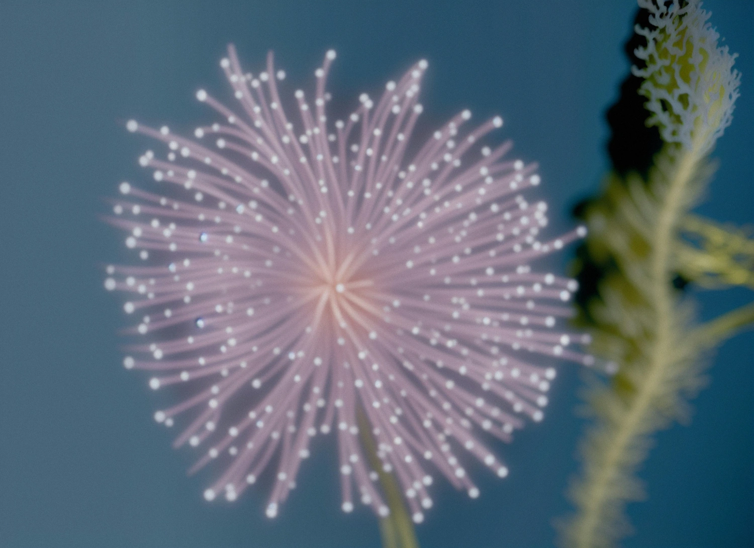 The Book of Flowers by Agnieszka Polska at Union Pacific — A digitally rendered flower dominates the composition against a pale blue gradient background, its pale mauve petals radiating outward in geometric symmetry...