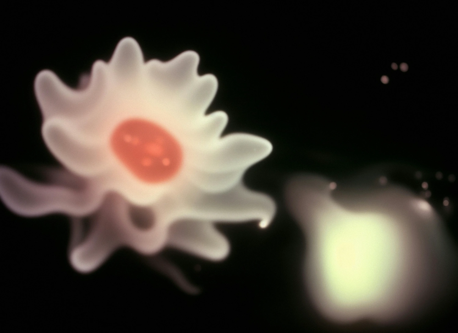 The Book of Flowers by Agnieszka Polska at Union Pacific — A digitally rendered flower with white, symmetrically radiating petals frames a vivid red-orange circular center against a dark background.