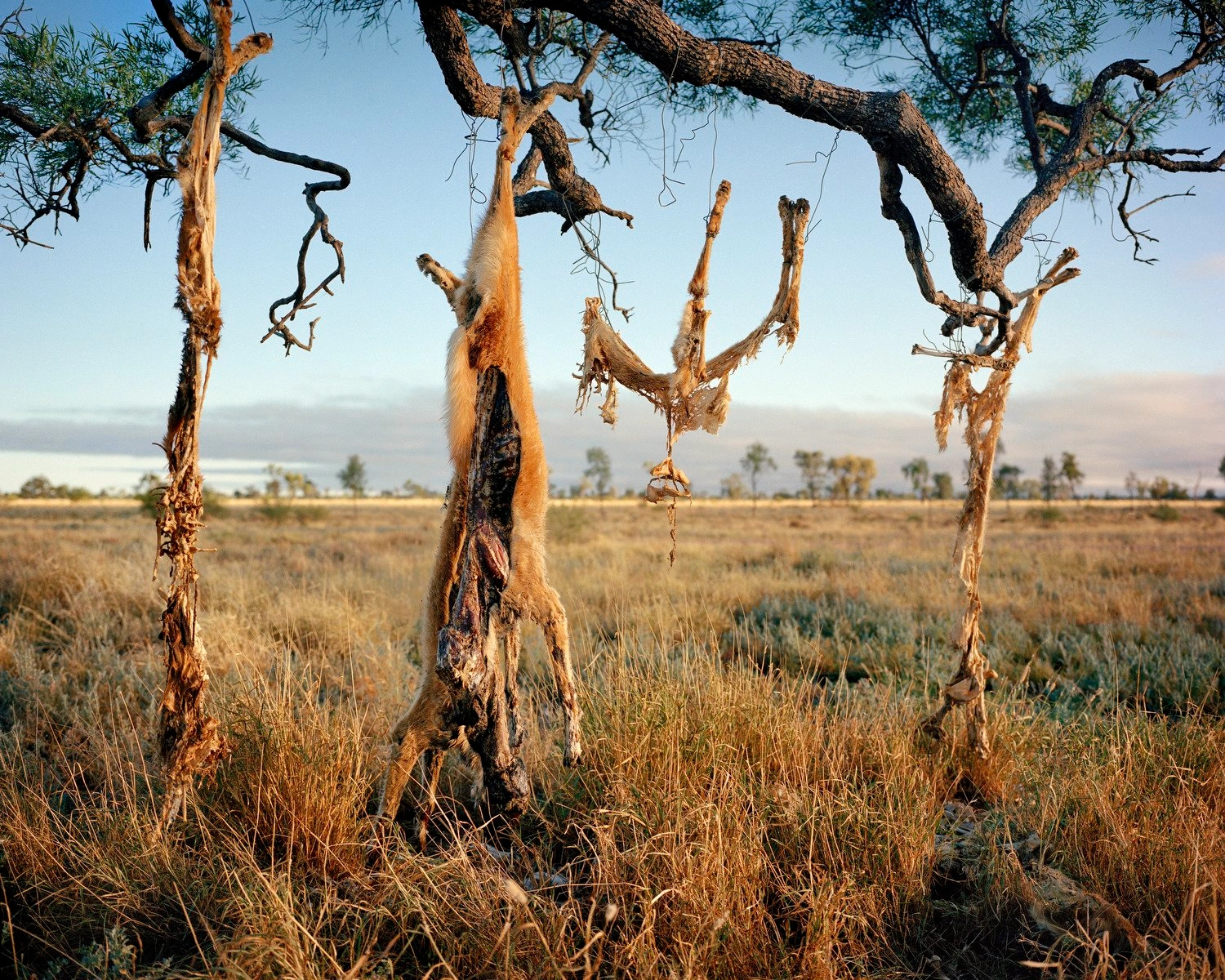 Big Sky by Adam Ferguson — Charred wooden trees stand skeletal against a sprawling Australian landscape, their blackened trunks and contorted branches evidence of fire damage.