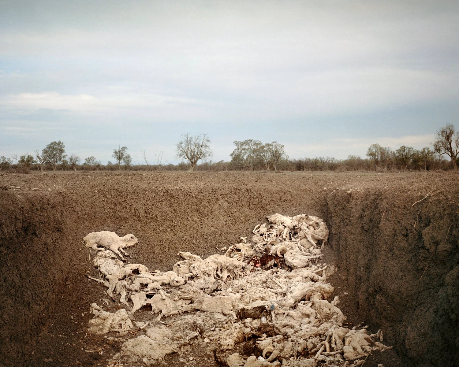Big Sky by Adam Ferguson — A pit excavation reveals skeletal remains of livestock scattered across exposed earth, framed within deep trenches cut into arid terrain.