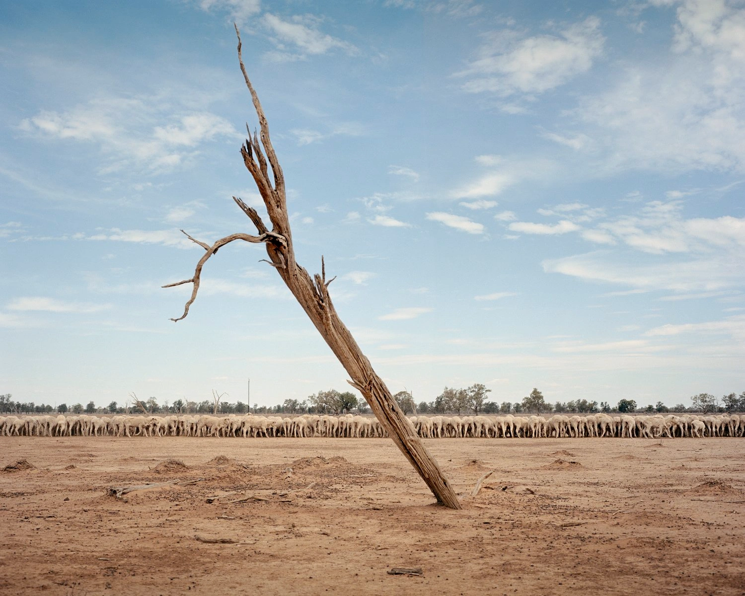 Big Sky by Adam Ferguson — A skeletal timber branch leans diagonally across barren earth under overcast sky, its bleached wood splintered at multiple points where smaller limbs have...