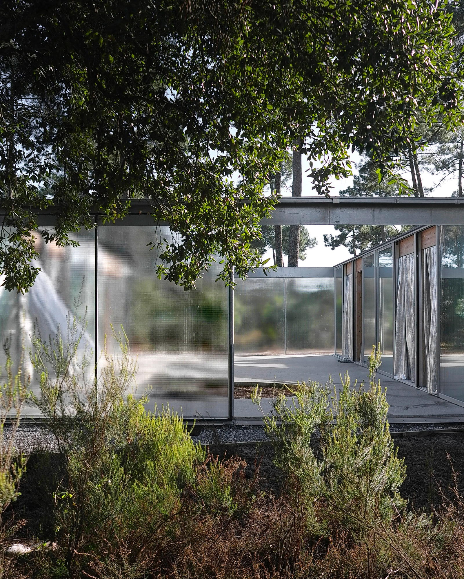 M37 House by BAST + littoral — The courtyard pavilion emerges from layered vegetation, its translucent glass walls diffusing the interior into abstract patterns of light and shadow.