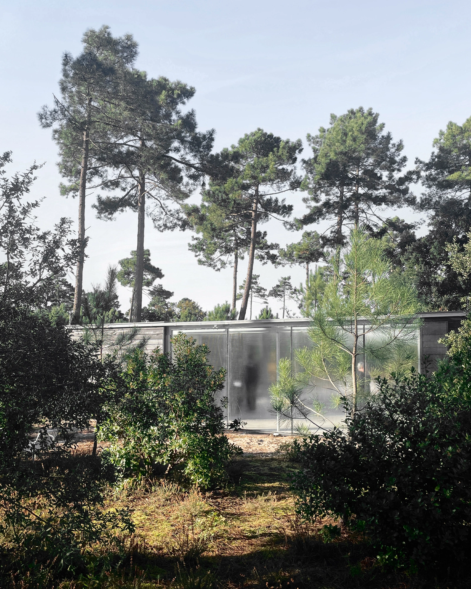 M37 House by BAST + littoral — The M37 House emerges from a densely planted forest threshold, its frosted-glass enclosure rendered nearly opaque against tall pine trunks that establish a...