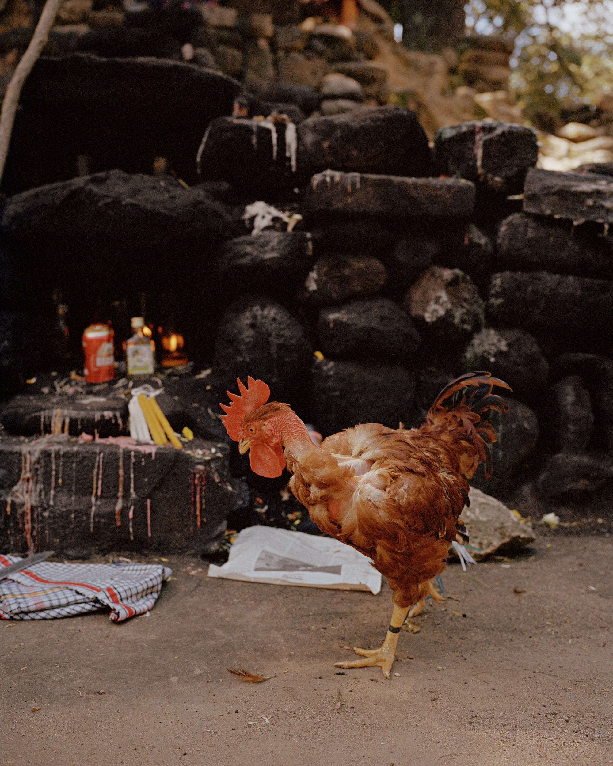 Genesis by Juan Brenner — A reddish-brown rooster stands in sharp focus on unpaved ground, its comb and wattles vividly rendered against a backdrop of stacked timber logs and charred...