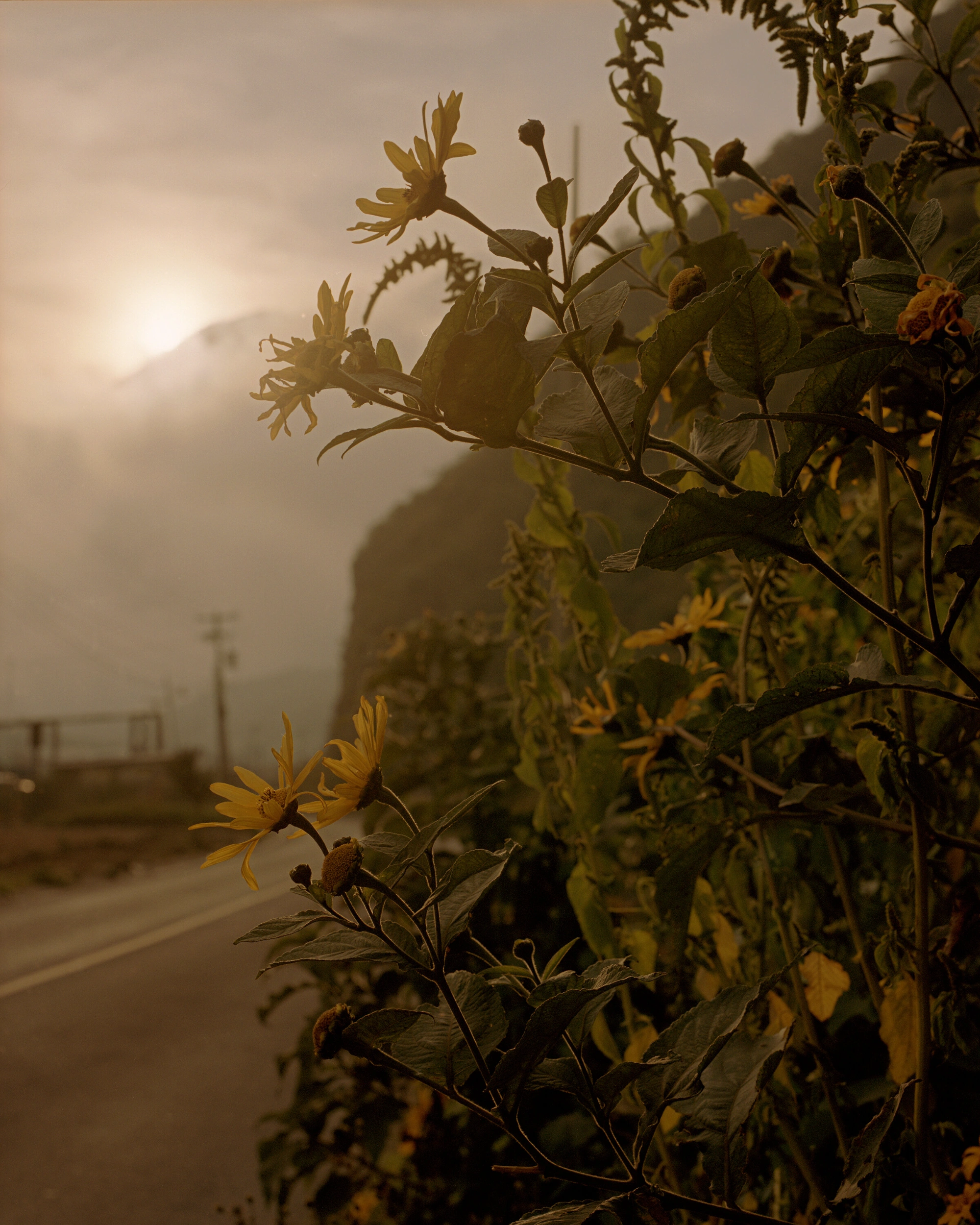 Genesis by Juan Brenner — Wilted yellow flowers in close focus frame the composition, their petals browning and stems bending with age.