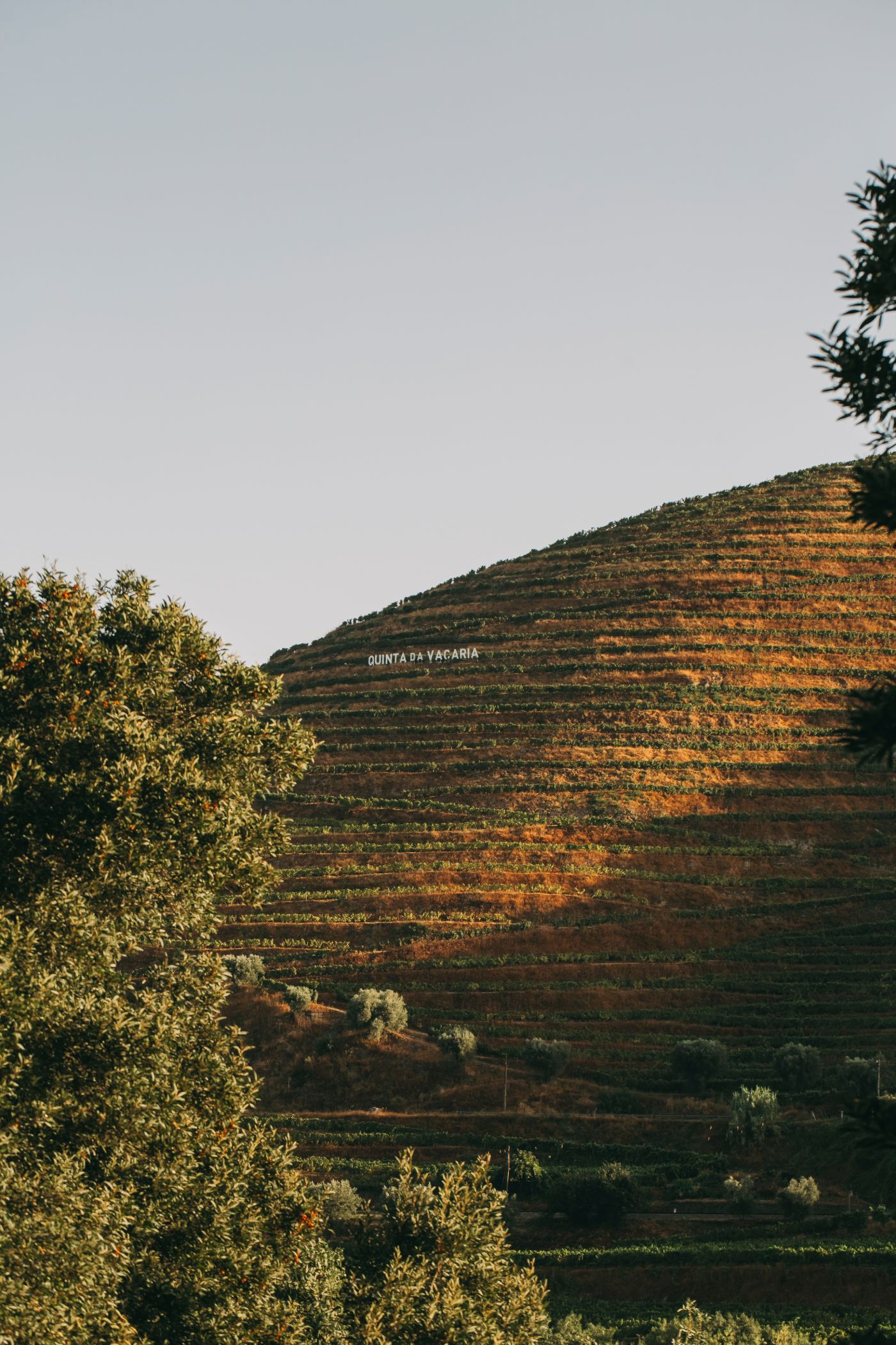Torel Quinta da Vacaria in Douro Valley by Studio Astolfi and architect Luís Miguel Oliveira — A terraced vineyard hillside dominates the composition, its earth-toned rows catching golden-hour light that emphasizes the landscape's linear geometry.