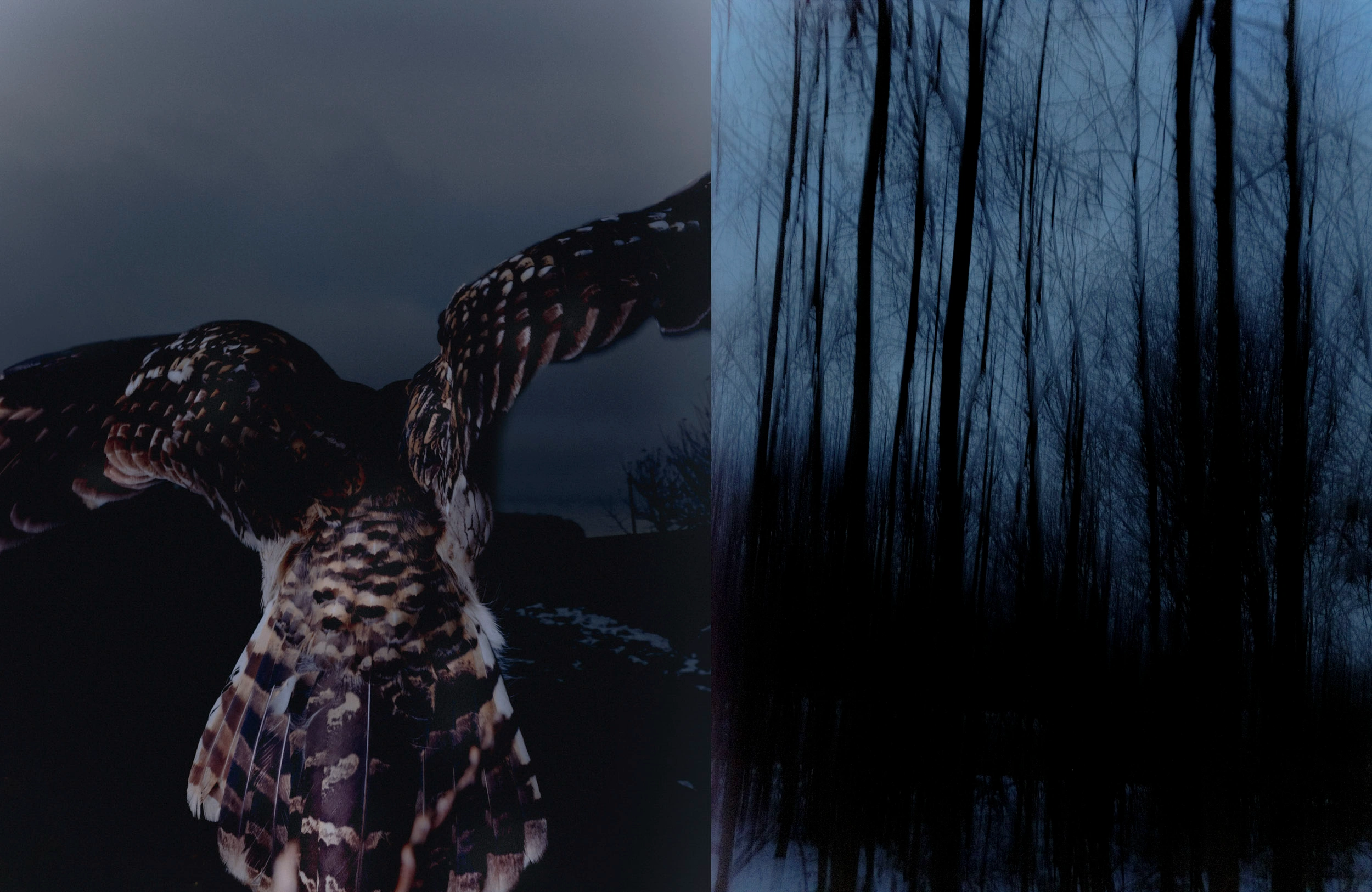 Protege Noctem by Mattia Balsamini & Raffaele Panizza — A bird in mid-flight dominates the left frame, wings fully extended in dynamic upward motion.