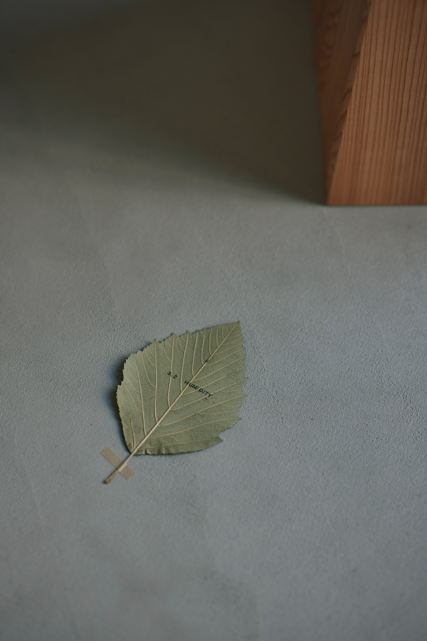 'The Age of Wood' by CHRISTIAN + JADE in Karimoku Research — A pressed botanical specimen lies centered on a pale grey surface, its delicate leaf structure rendered in pale sage-green with visible veining throughout.