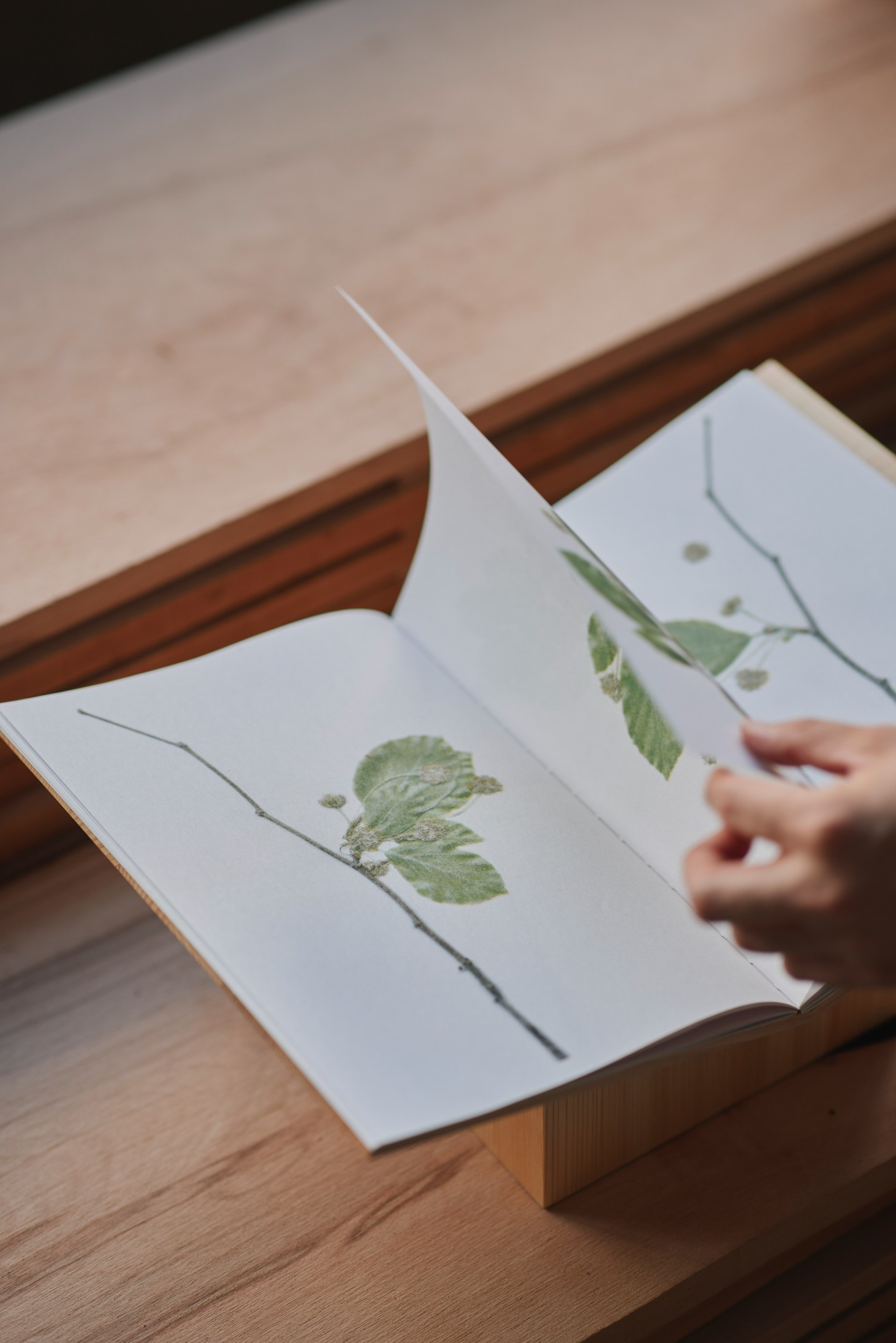 'The Age of Wood' by CHRISTIAN + JADE in Karimoku Research — An open book displays pressed botanical specimens mounted on white paper, their delicate stems and leaves rendered in muted green tones against the pale ground.