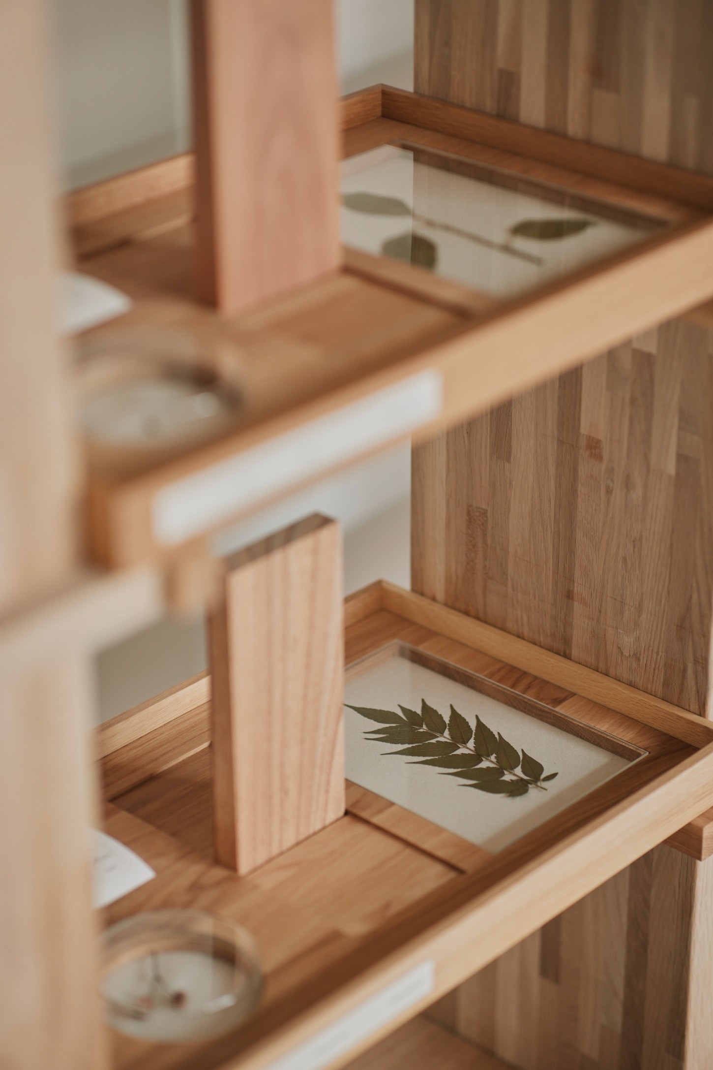 'The Age of Wood' by CHRISTIAN + JADE in Karimoku Research — A timber shelving system displays framed botanical specimens in graduated wood-framed cases.