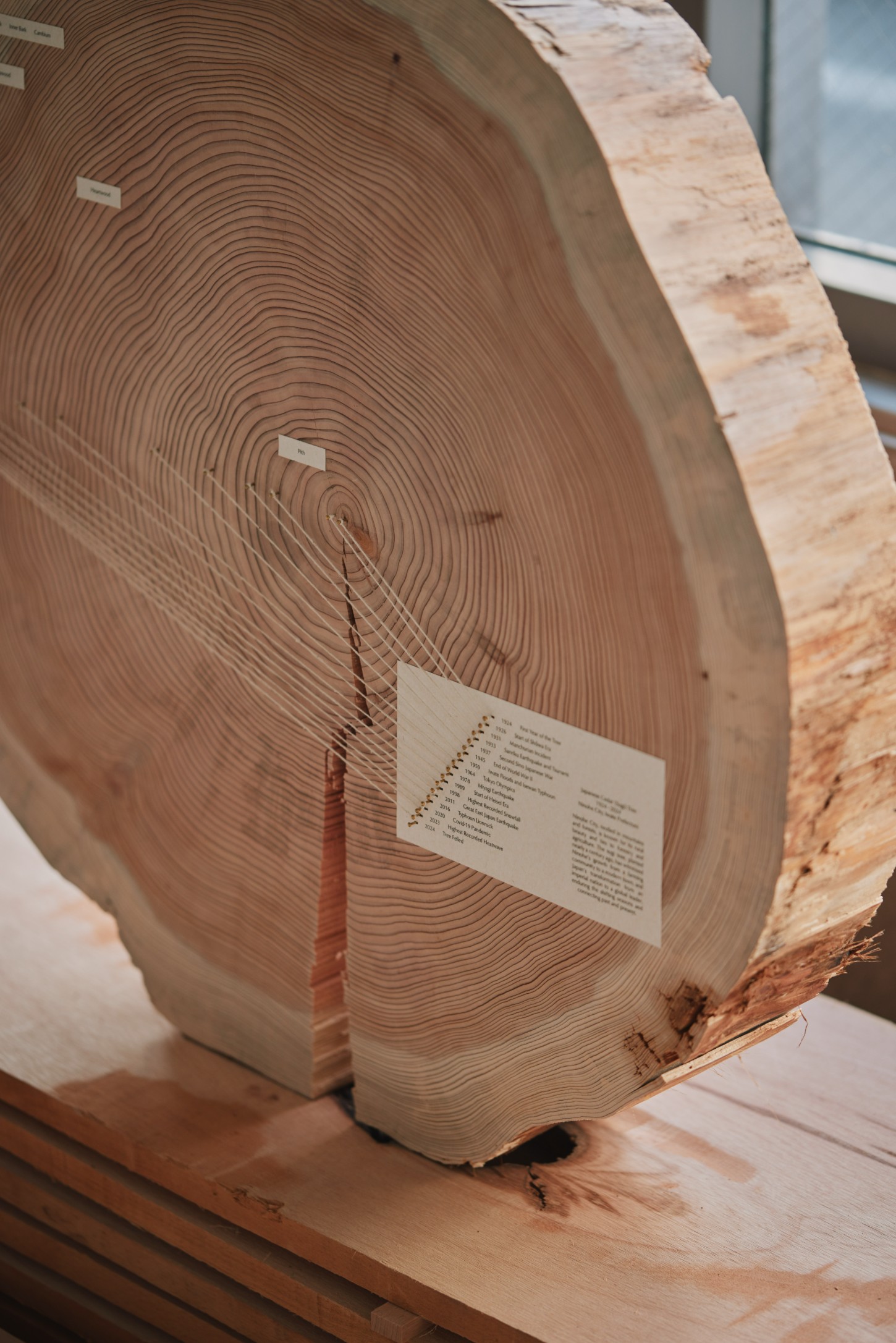 'The Age of Wood' by CHRISTIAN + JADE in Karimoku Research — A cross-section of timber reveals concentric growth rings in fine detail, mounted as a sculptural object within Karimoku Research's exhibition space.