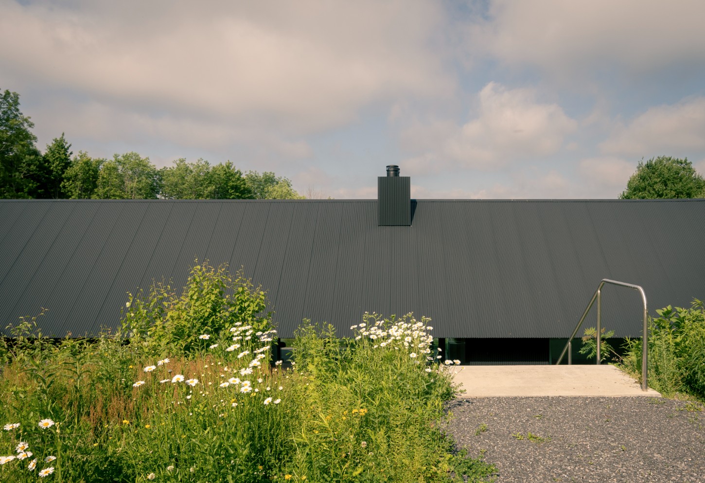 House in a Meadow by Group Projects Architecture — A black corrugated metal structure emerges from a wild meadow thick with white flowering plants and tall grasses.