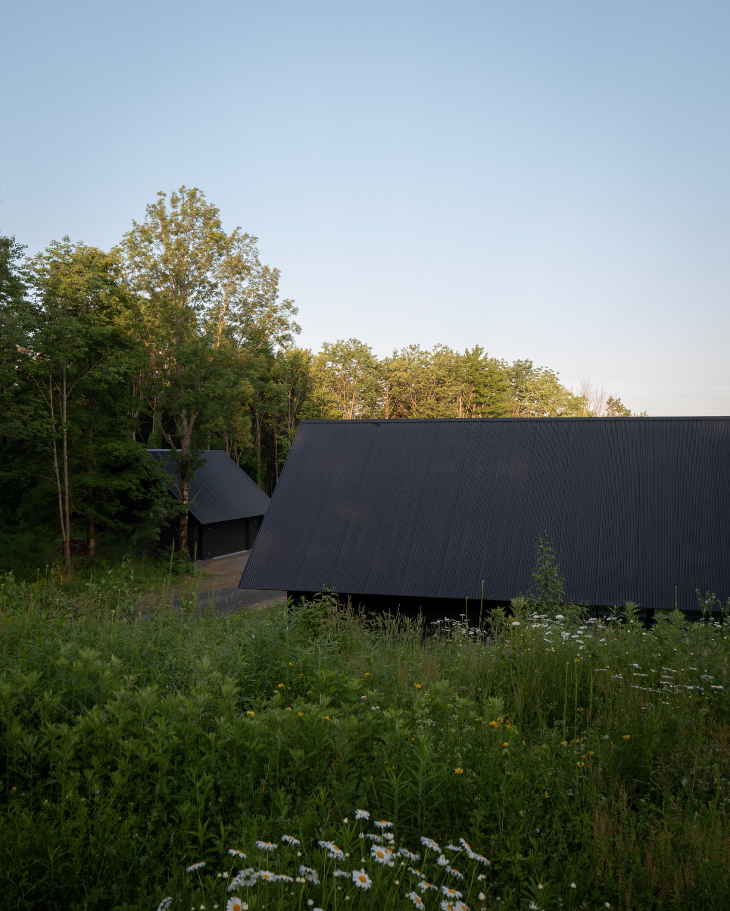 House in a Meadow by Group Projects Architecture — A corrugated metal-clad residence elevated on pillars sits within an unmowed meadow dotted with white wildflowers and yellow blooms.