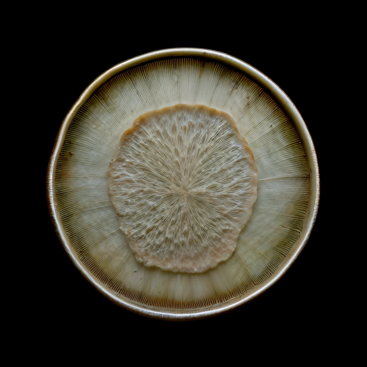 mycelium network:abstraction by SYS™ — A close-up overhead view of a petri dish containing a radial mycelial network rendered in monochromatic cream and grey tones.